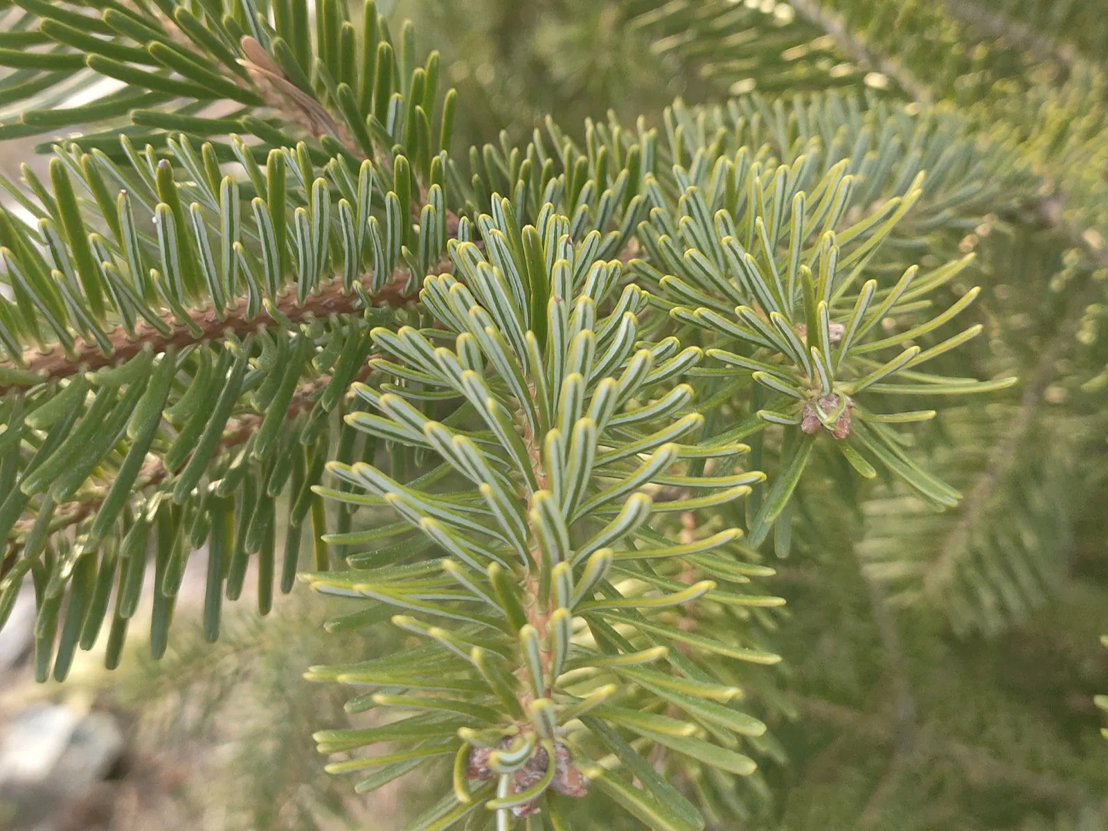 Nordmann Fir (Abies Nordmanniana) — the Nordmann Fir prefers moist; this hardy specimen is resistant to most pests and diseases