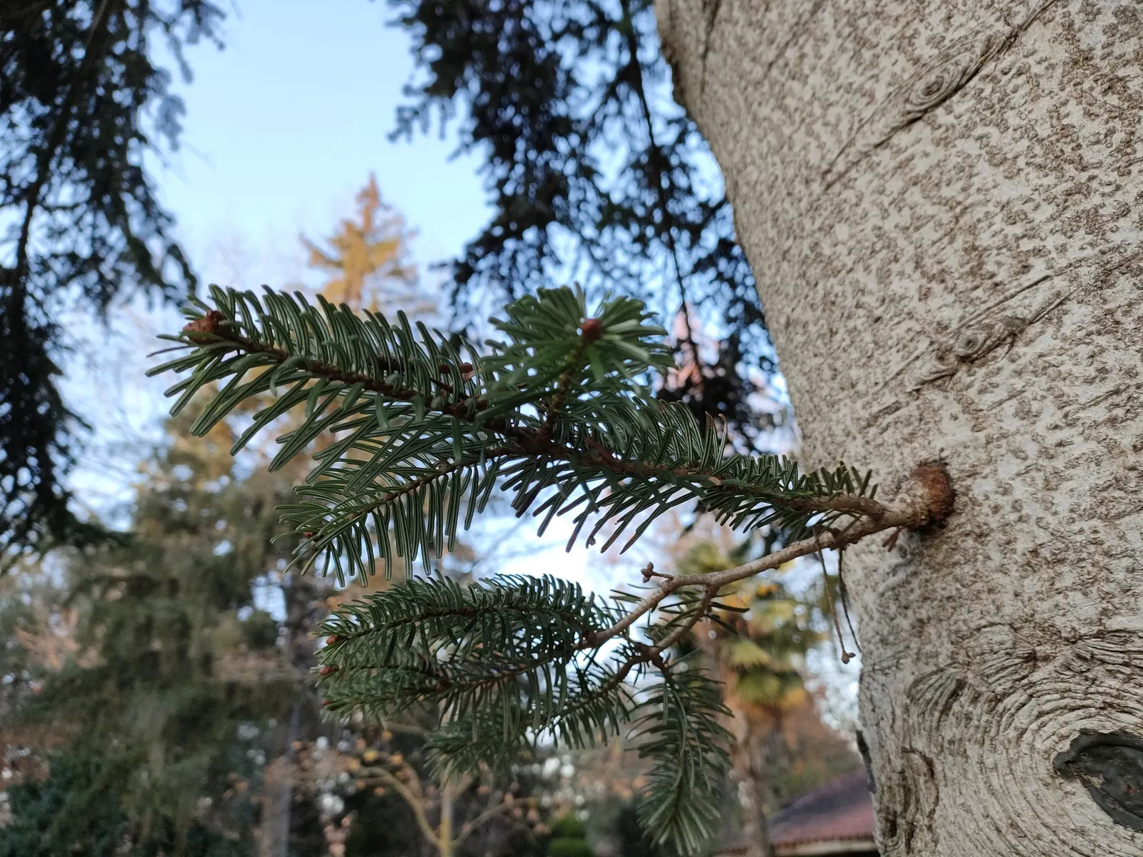 Nordmann Fir (Abies Nordmanniana) — the Nordmann Fir prefers moist