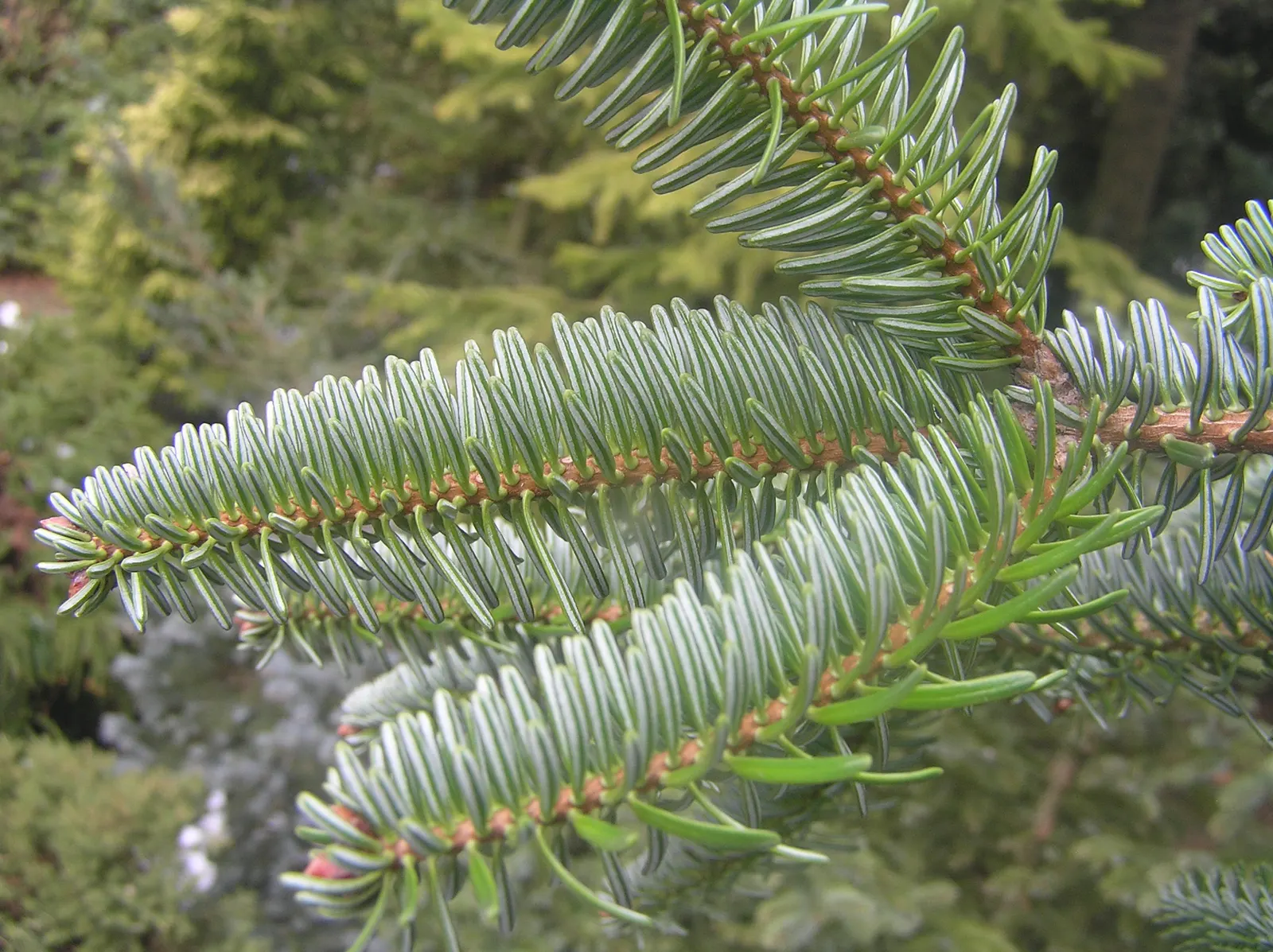Nordmann Fir (Abies Nordmanniana) — It reaches 40-60 feet high, with a 20-30 feet spread; features dense, glossy dark-green needles