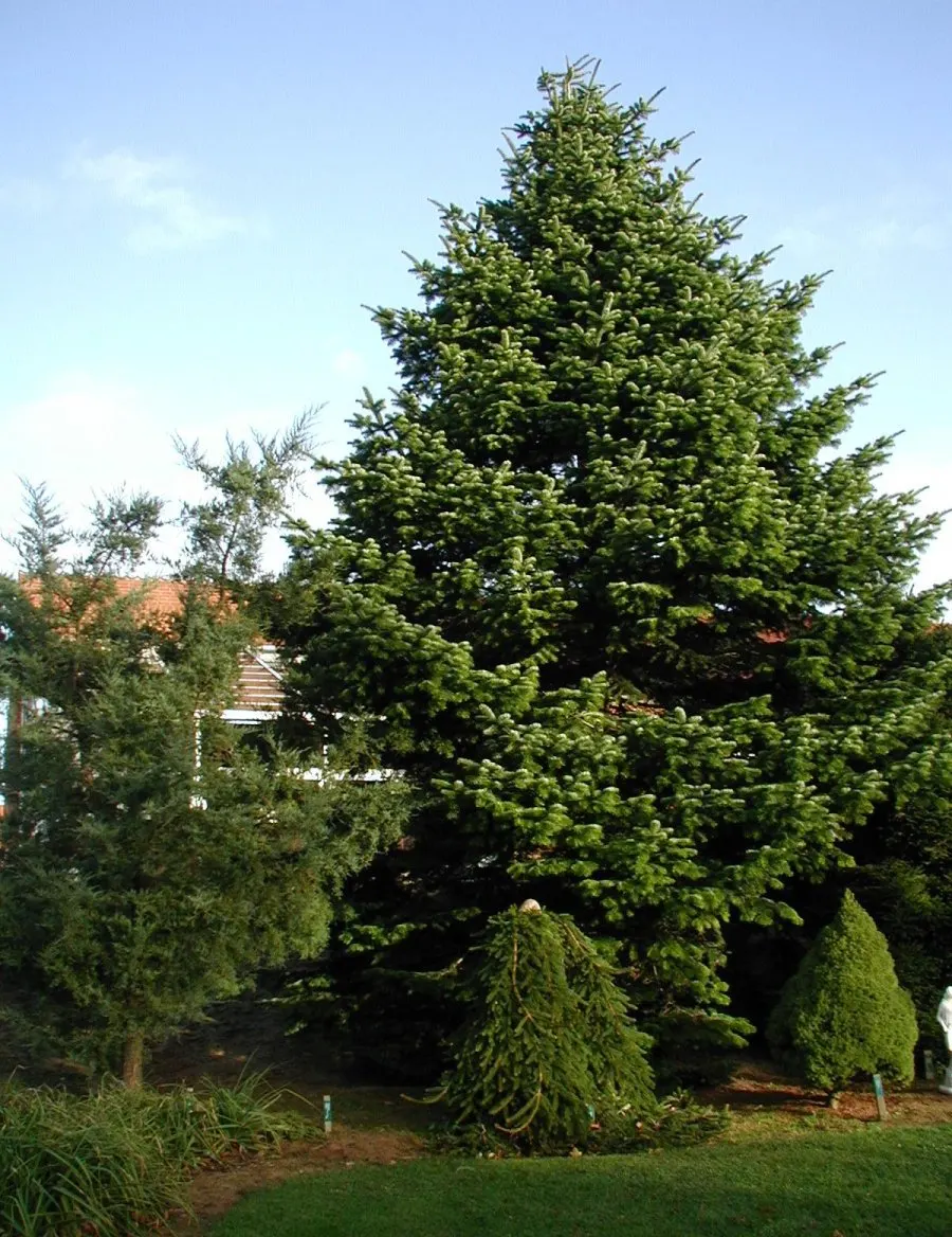 Nordmann Fir (Abies Nordmanniana) — It serves as an excellent specimen tree, with a symmetrical pyramid shape that requires minimal pruning; its grandeur adds