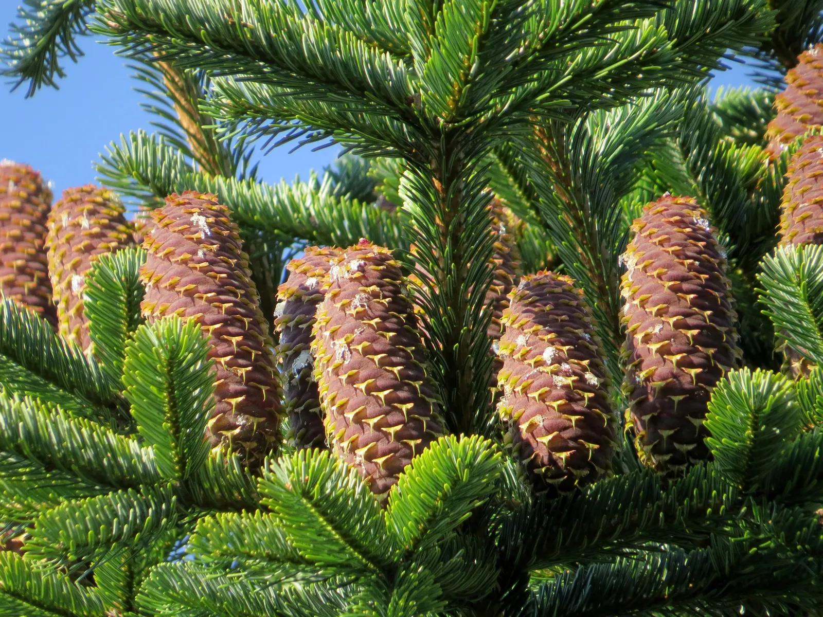 Nordmann Fir (Abies Nordmanniana) — This conifer is low-maintenance and shade-tolerant, thriving in USDA zones 4-7; clients will enjoy a robust