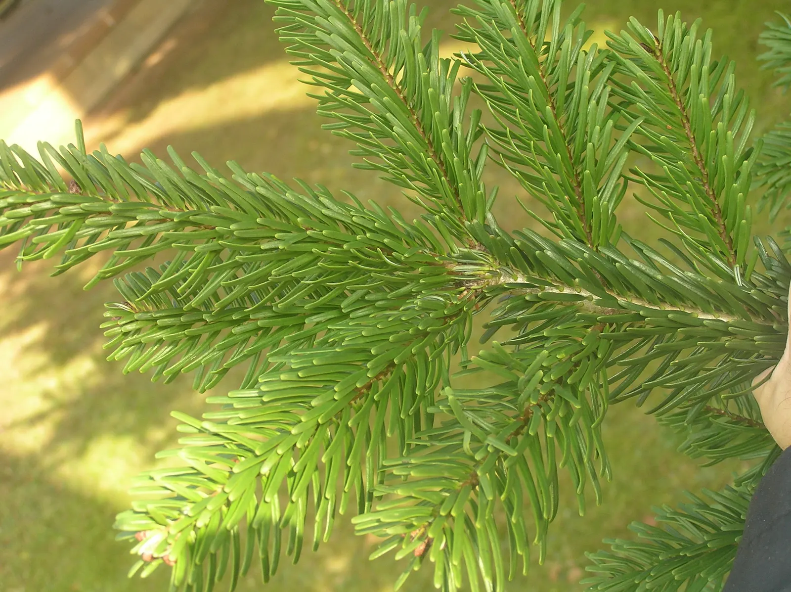 Nordmann Fir (Abies Nordmanniana) — clients will enjoy a robust; this conifer is low-maintenance and shade-tolerant, thriving in USDA zones 4-7