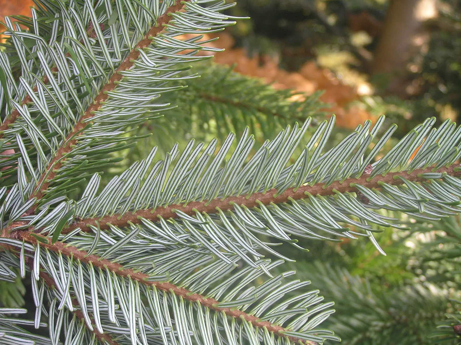 Nordmann Fir (Abies Nordmanniana) — scientifically known as Abies nordmanniana; offering year-round beauty and tranquility to their outdoor space