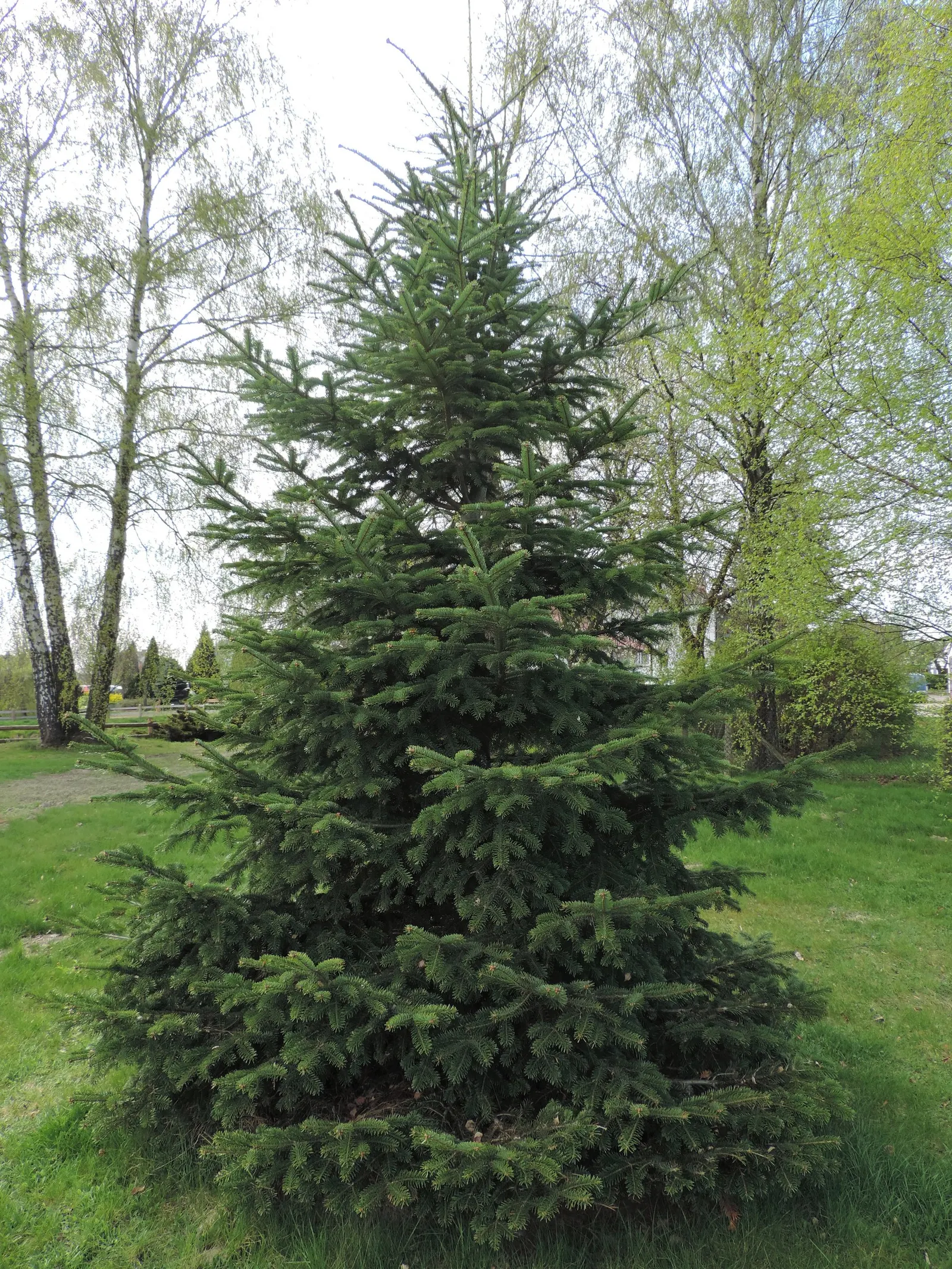Nordmann Fir (Abies Nordmanniana) — This conifer is low-maintenance and shade-tolerant, thriving in USDA zones 4-7; clients will enjoy a robust, image 43