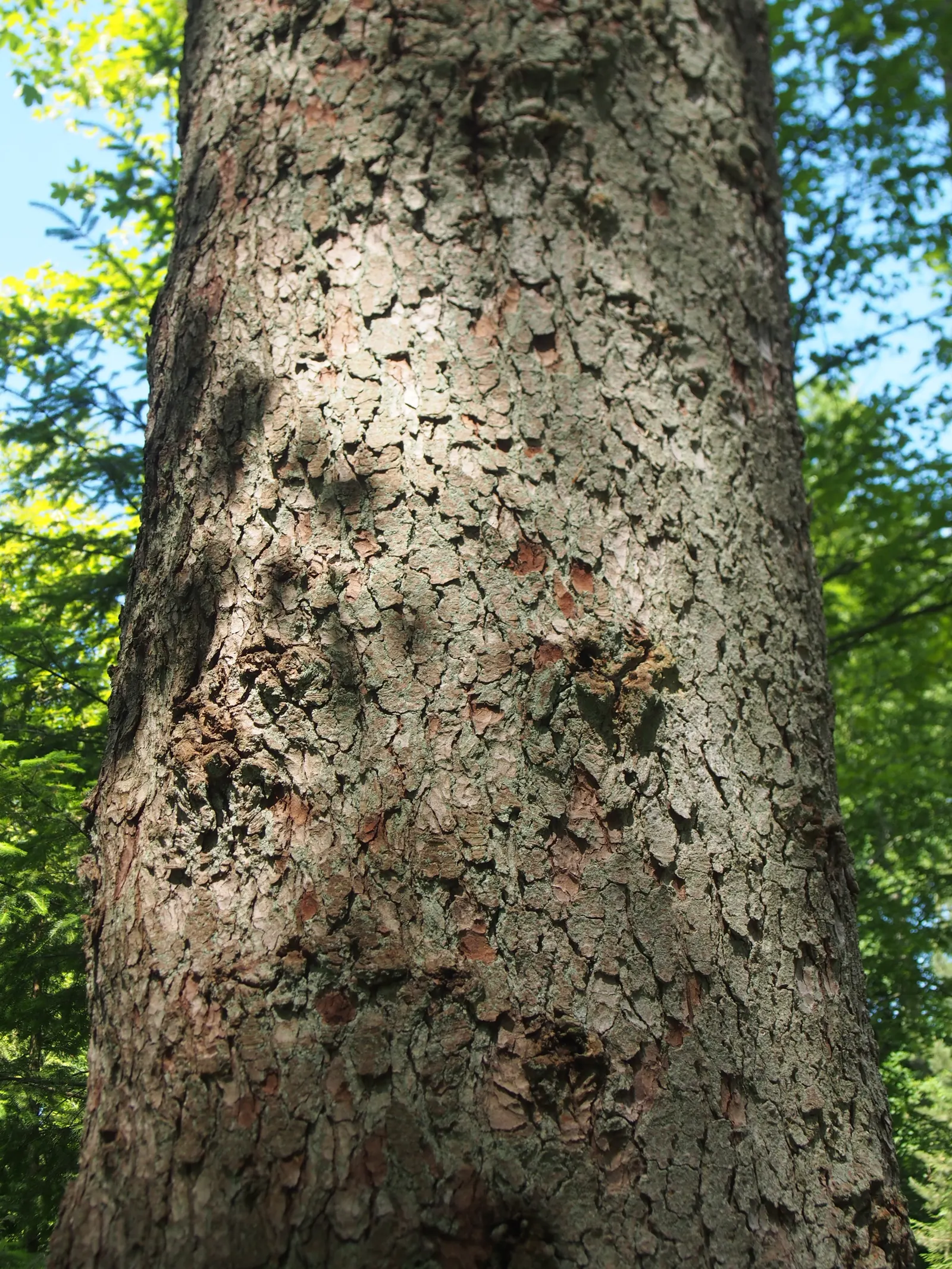 Nordmann Fir (Abies Nordmanniana) — well-drained acidic soils