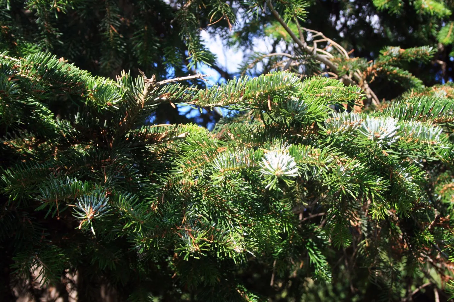 Nordmann Fir (Abies Nordmanniana) — which allows for manageable upkeep; adding about 12 to 24 inches per year