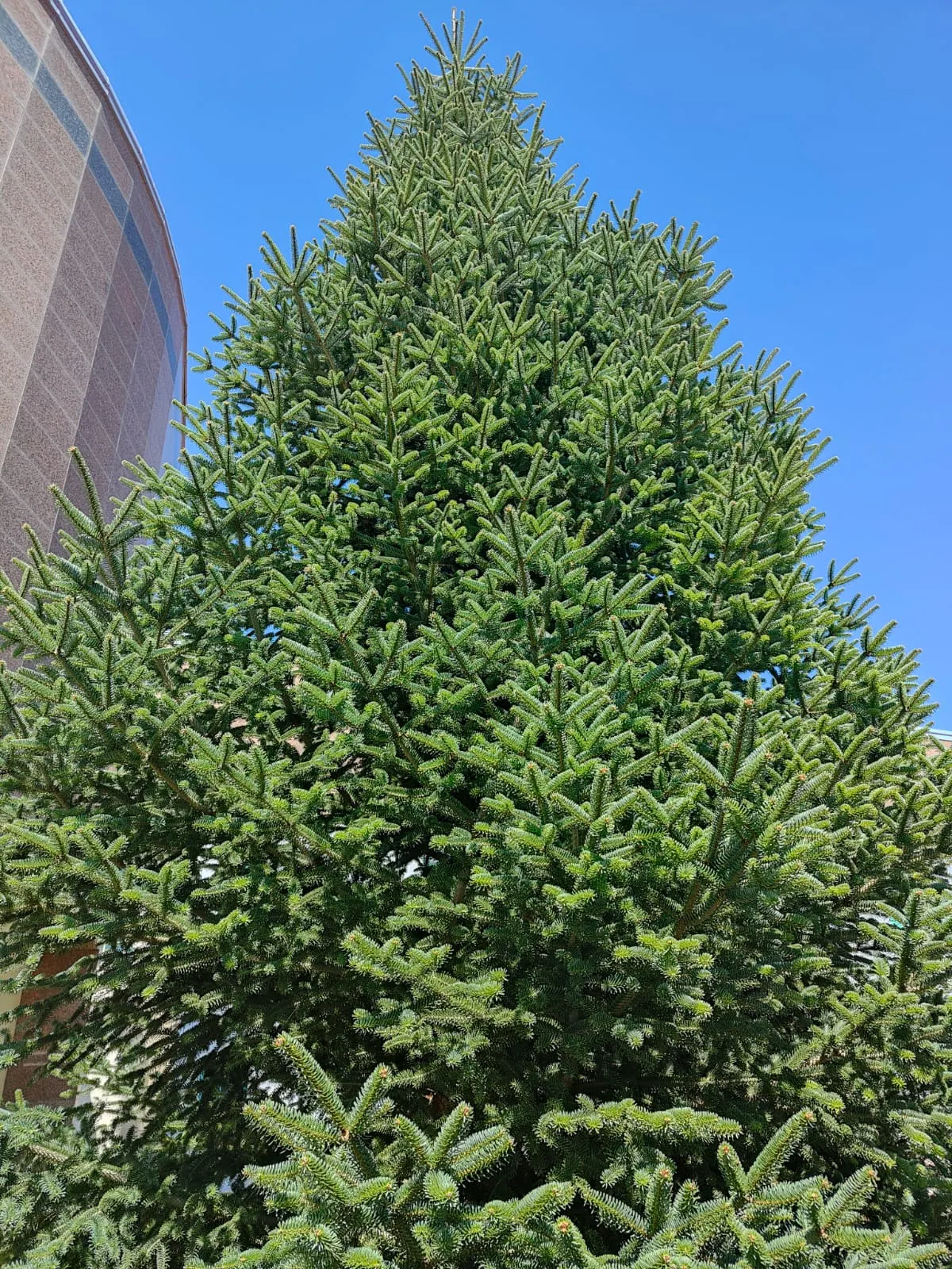 Nordmann Fir (Abies Nordmanniana) — This hardy specimen is resistant to most pests and diseases