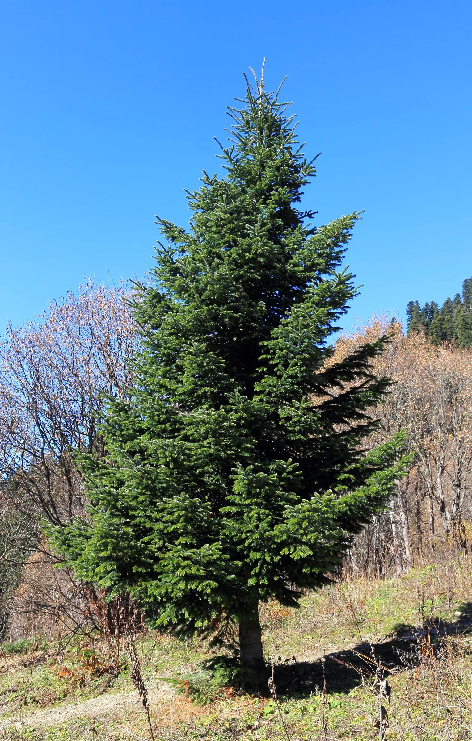 Nordmann Fir (Abies Nordmanniana) — offering year-round beauty and tranquility to their outdoor space; these soft to the touch needles contribute to the tree's