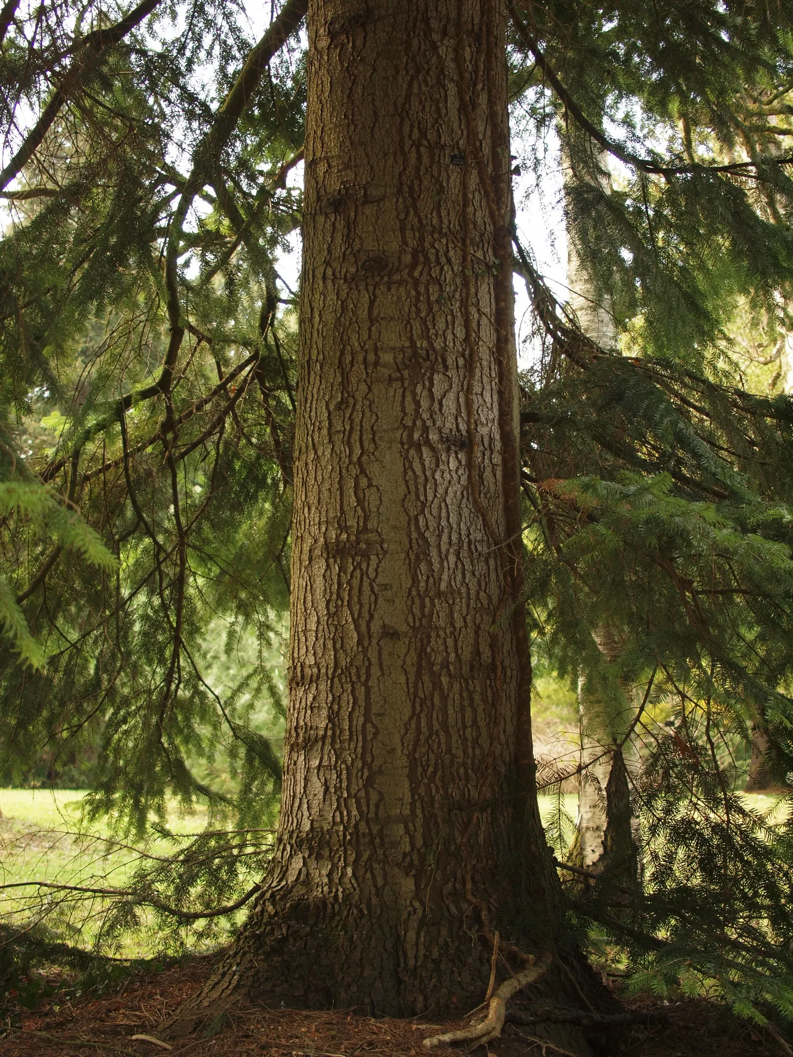 Nordmann Fir (Abies Nordmanniana) — Native to the mountainous regions of the Caucasus