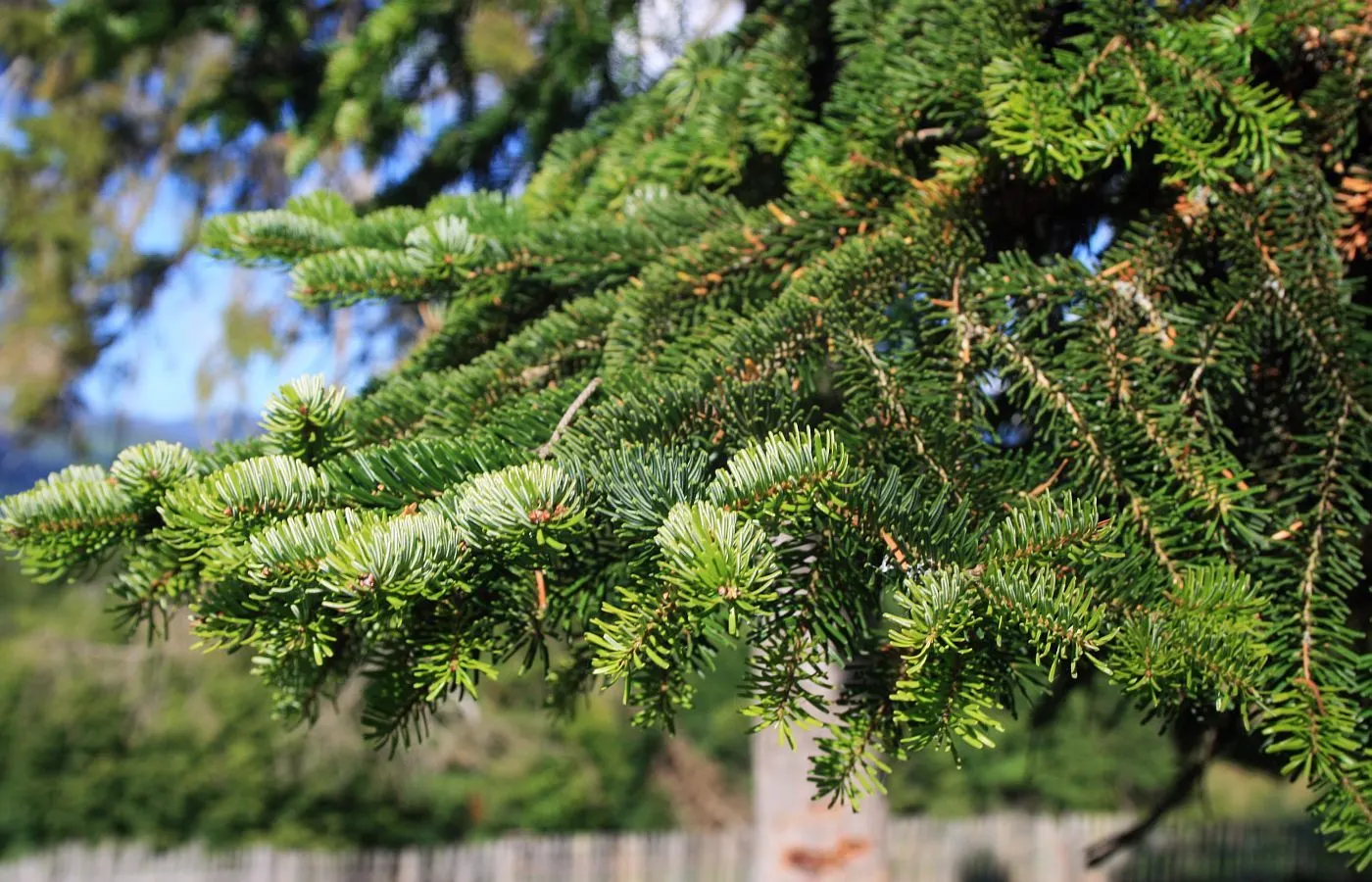 Nordmann Fir (Abies Nordmanniana) — Abies nordmanniana, Nordmann Fir, is a majestic evergreen, perfect for landscaping focal points; it serves as, image 41