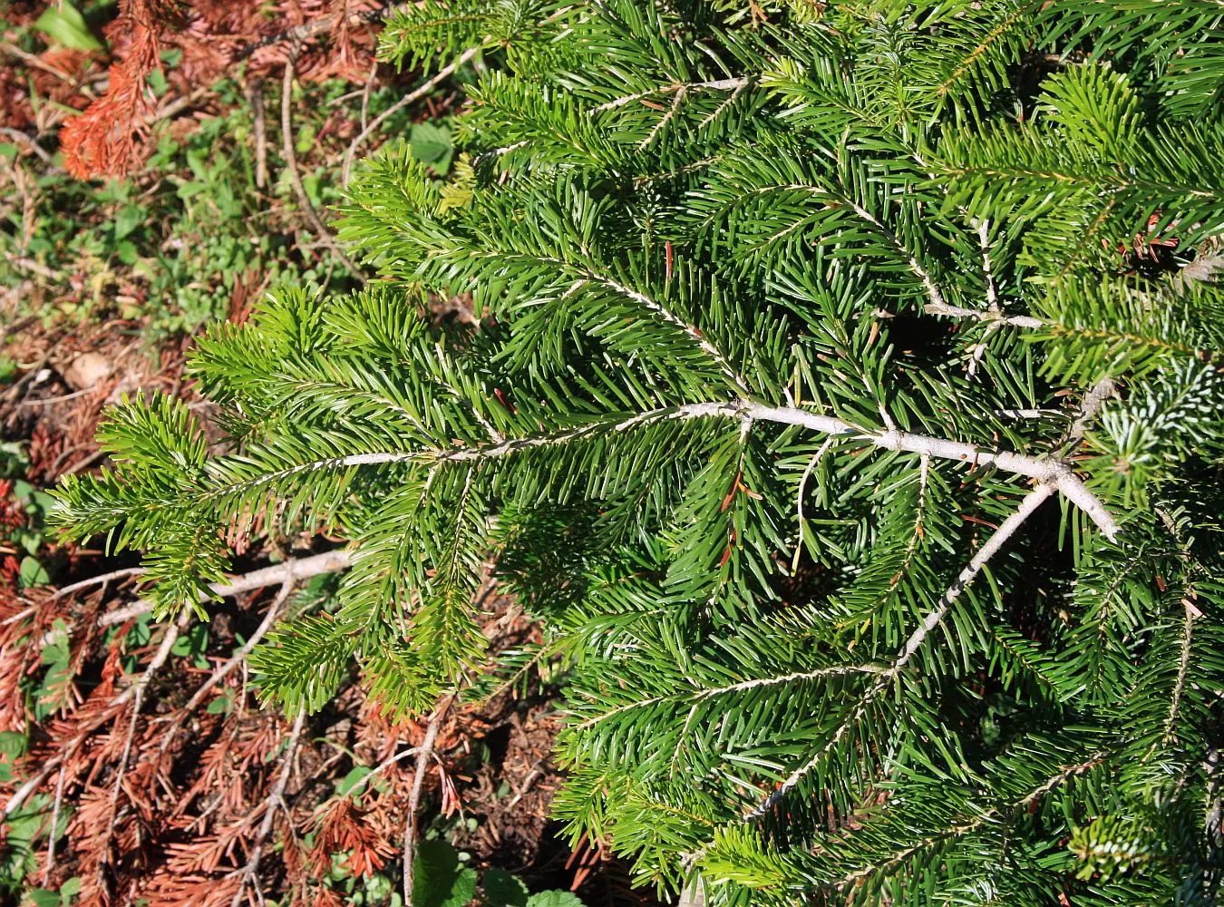 Nordmann Fir (Abies Nordmanniana) — conifer / tree for full or half