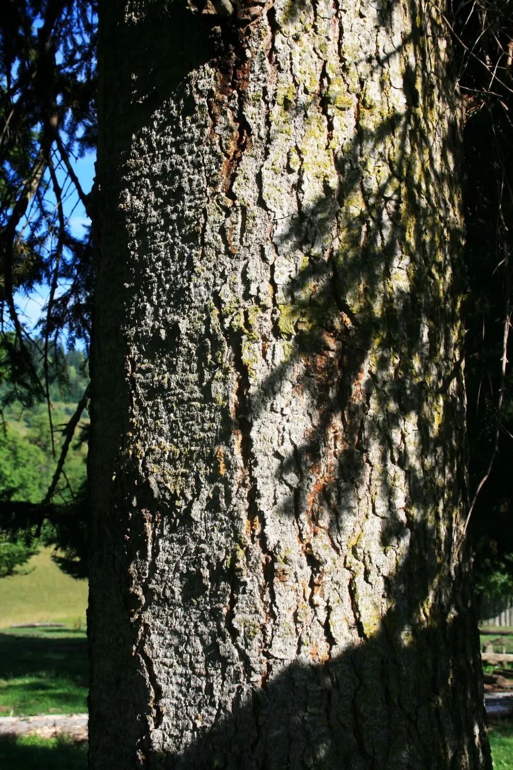 Nordmann Fir (Abies Nordmanniana) — dense foliage and its ability to reach impressive heights; conifer / tree for full or half