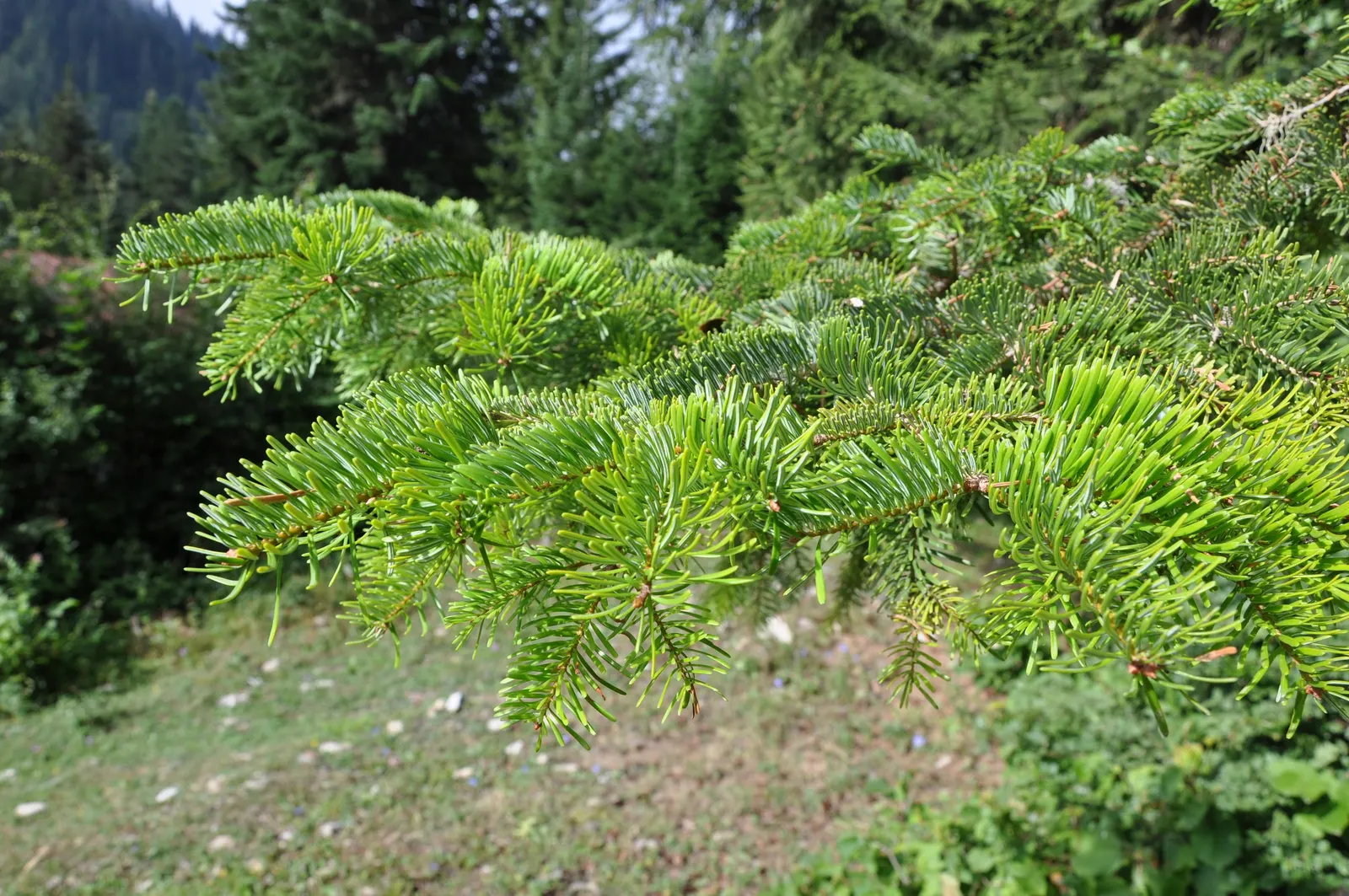 Nordmann Fir (Abies Nordmanniana) — this fir has a slower growth rate