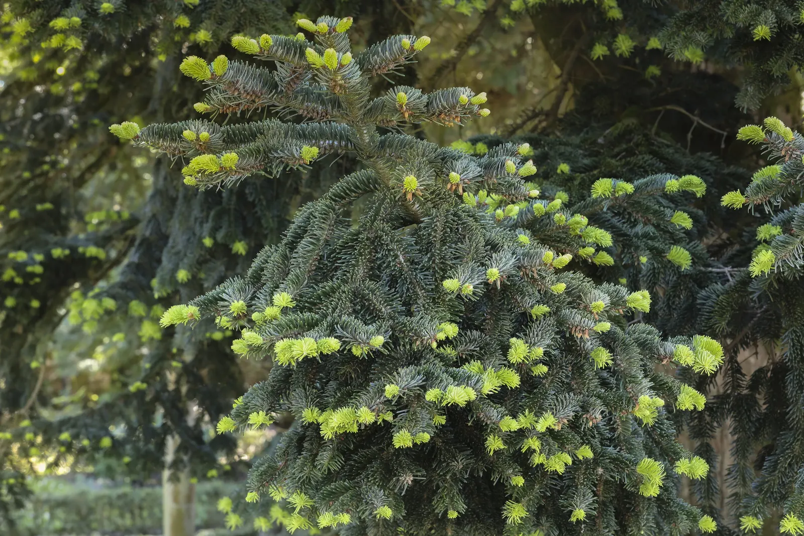 Nordmann Fir (Abies Nordmanniana) — This hardy specimen is resistant to most pests and diseases; this fir has a slower growth rate
