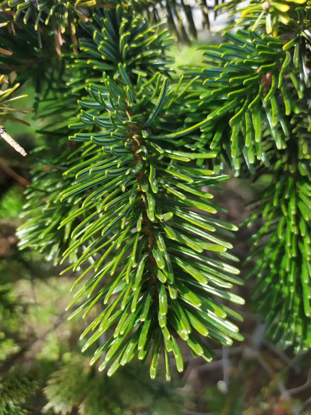 Nordmann Fir (Abies Nordmanniana) — which allows for manageable upkeep