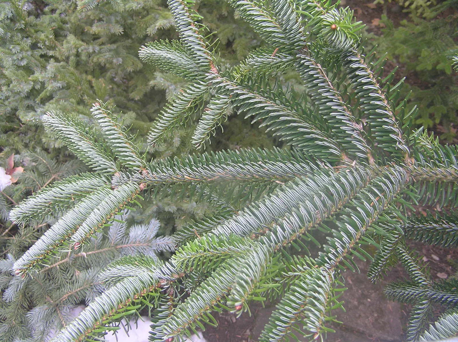 Nordmann Fir (Abies Nordmanniana) — Its grandeur adds year-round interest and festive charm during the holiday season; well-drained acidic soils, image 45