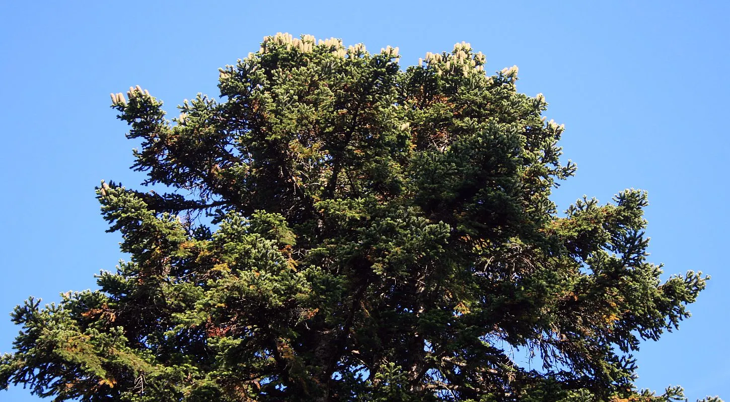 Nordmann Fir (Abies Nordmanniana) — It serves as an excellent specimen tree, with a symmetrical pyramid shape that requires minimal pruning; its, image 44