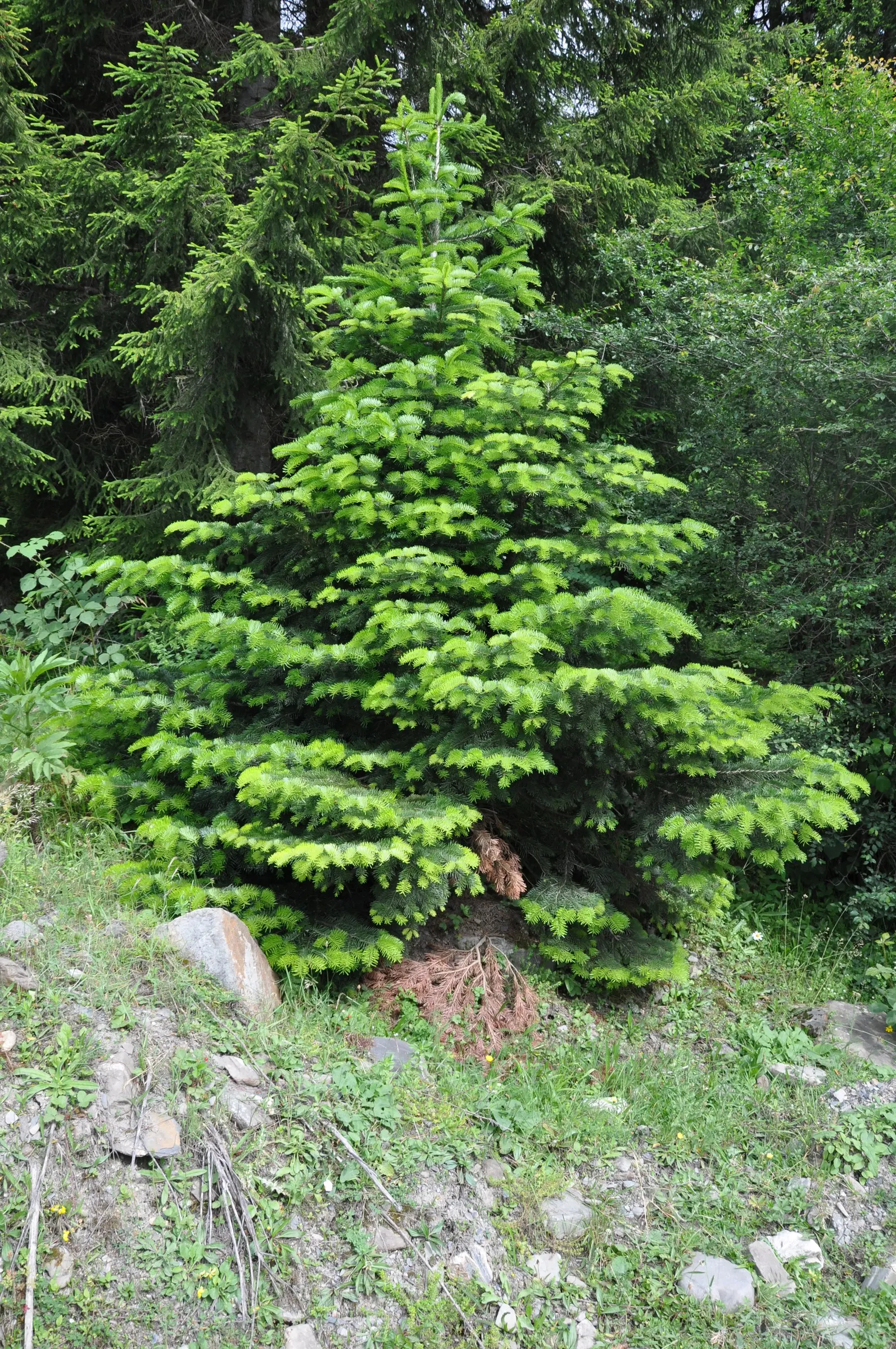 Nordmann Fir (Abies Nordmanniana) — this evergreen is a popular choice for ornamental planting due to its lush; optimal growth is achieved in full sun to