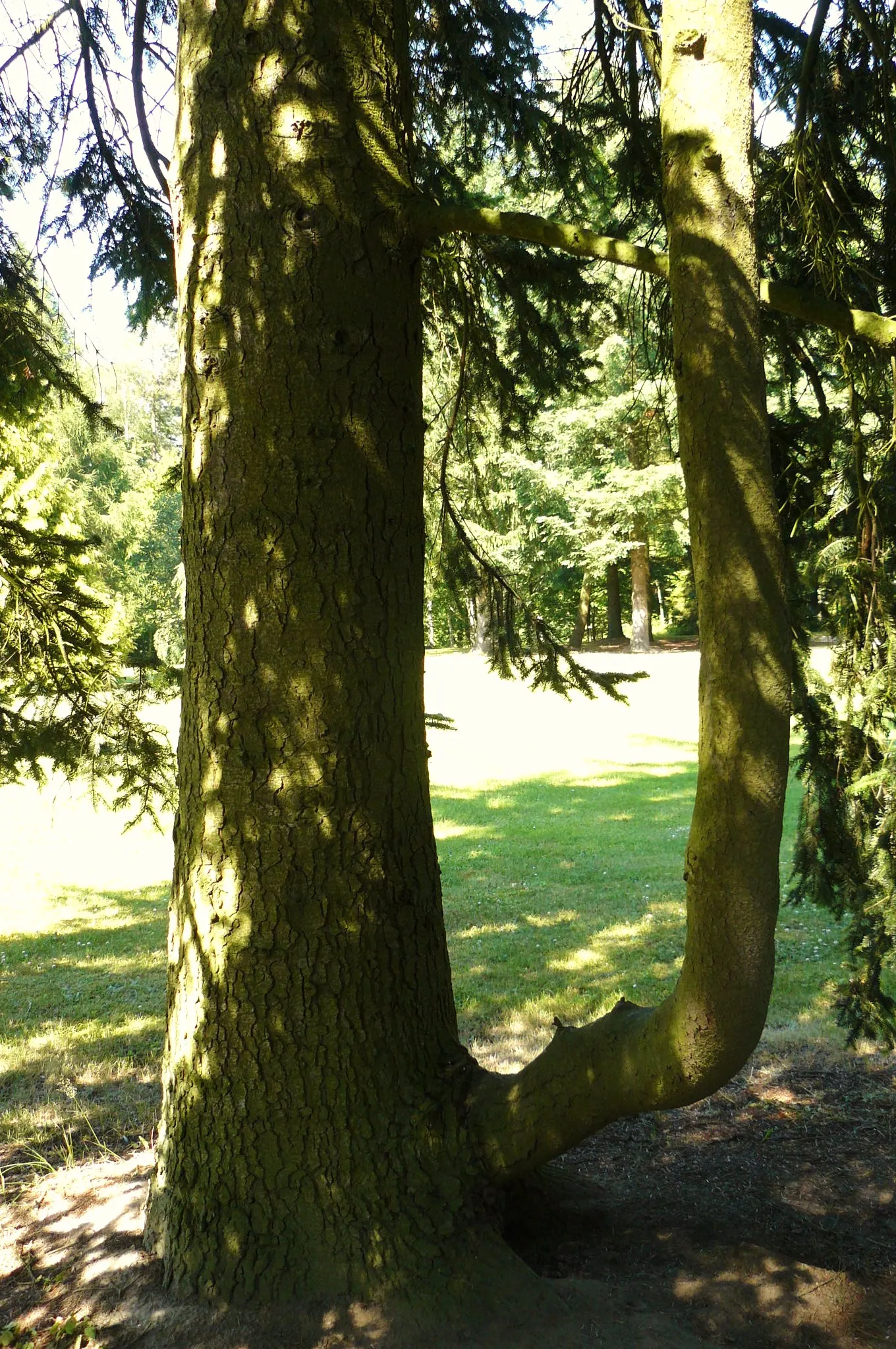 Nordmann Fir (Abies Nordmanniana) — this evergreen is a popular choice for ornamental planting due to its lush