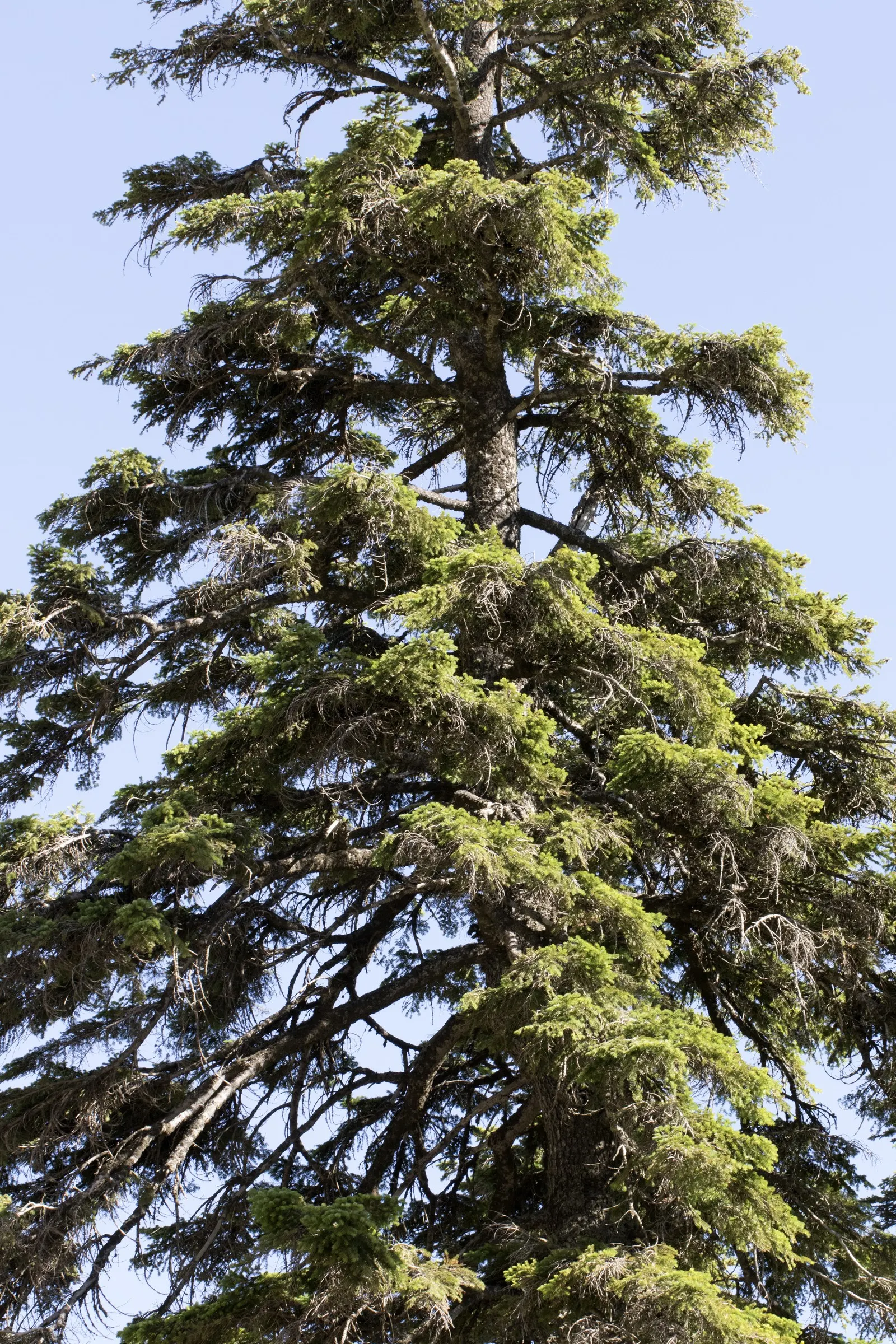 Nordmann Fir (Abies Nordmanniana) — this fir has a slower growth rate; it reaches 40-60 feet high, with a 20-30 feet spread; features dense, glossy dark-green