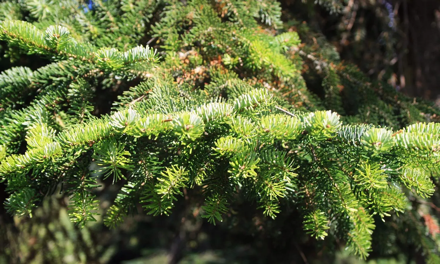 Nordmann Fir (Abies Nordmanniana) — Abies nordmanniana, Nordmann Fir, is a majestic evergreen, perfect for landscaping focal points