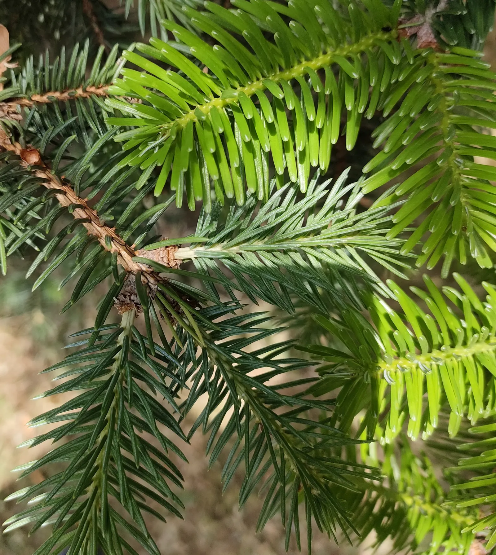 Nordmann Fir (Abies Nordmanniana) — It reaches 40-60 feet high, with a 20-30 feet spread; features dense, glossy dark-green needles; the Nordmann Fir prefers
