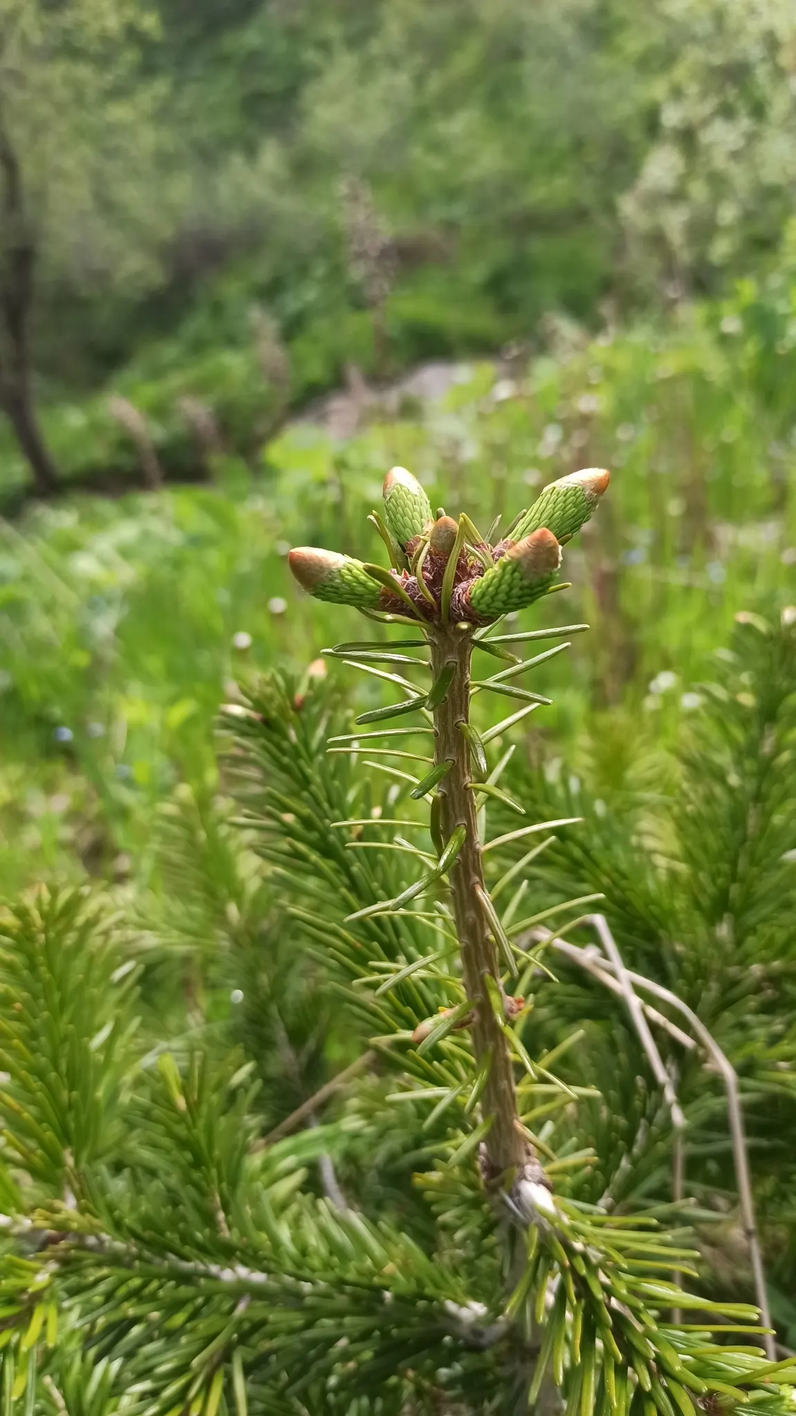 Nordmann Fir (Abies Nordmanniana) — This conifer is low-maintenance and shade-tolerant, thriving in USDA zones 4-7