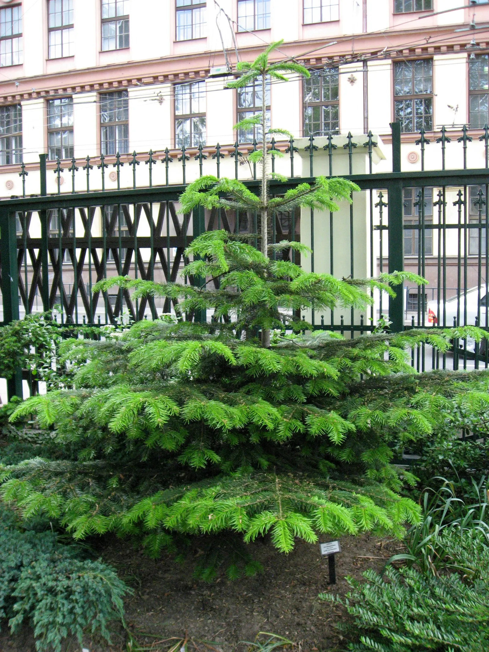 Nordmann Fir (Abies Nordmanniana) — well-drained acidic soils; abies nordmanniana, Nordmann Fir, is a majestic evergreen, perfect for landscaping focal points
