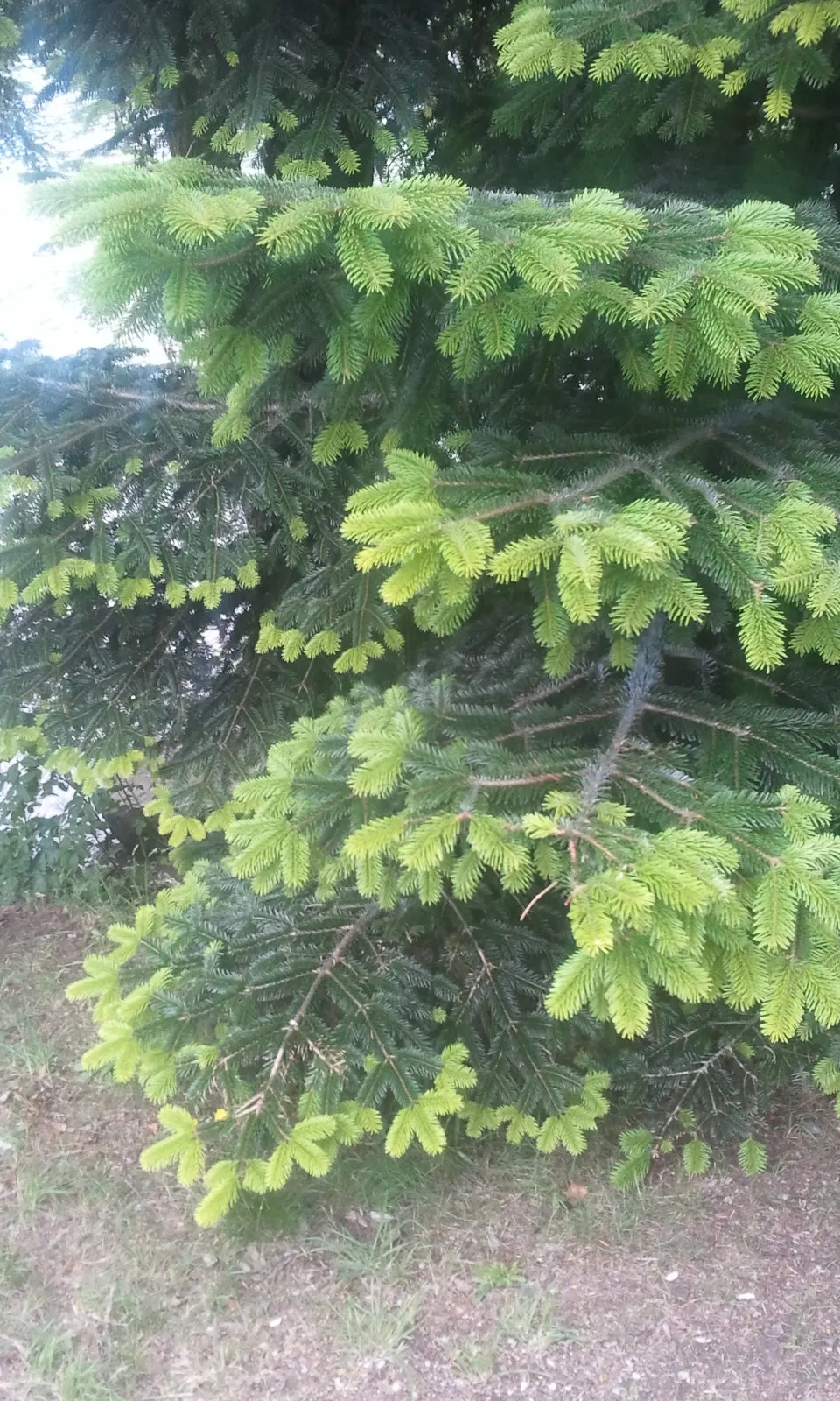 Nordmann Fir (Abies Nordmanniana) — scientifically known as Abies nordmanniana