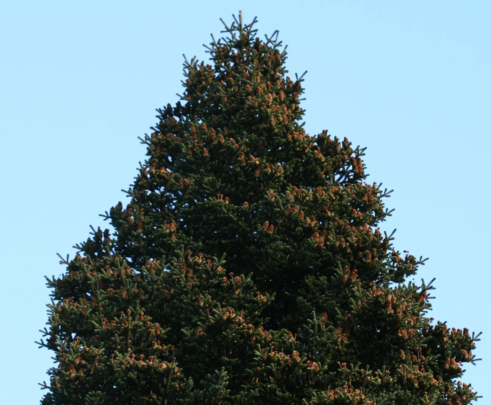 Nordmann Fir (Abies Nordmanniana) — conifer / tree for full or half; which allows for manageable upkeep
