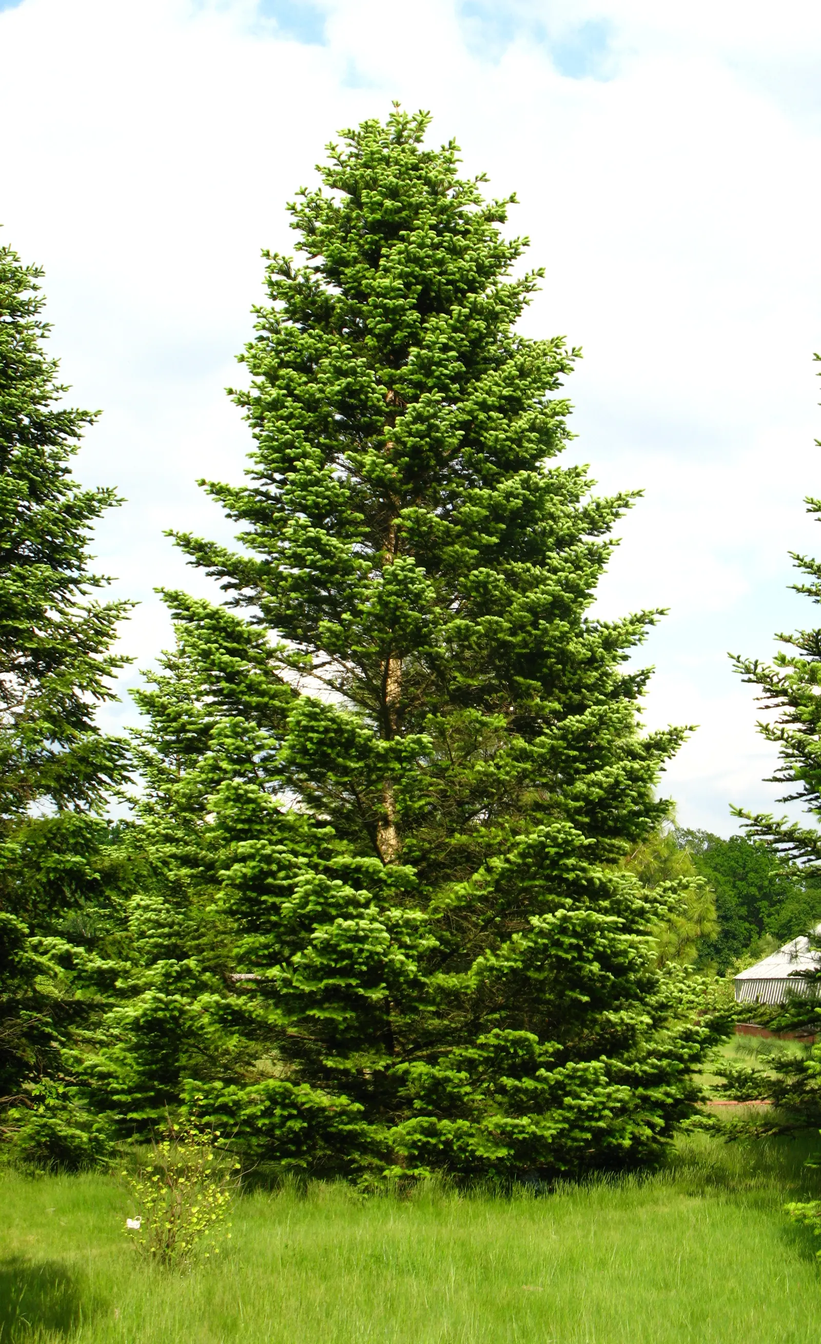 Nordmann Fir (Abies Nordmanniana) — These soft to the touch needles contribute to the tree's full-bodied appearance; native to the mountainous regions of the