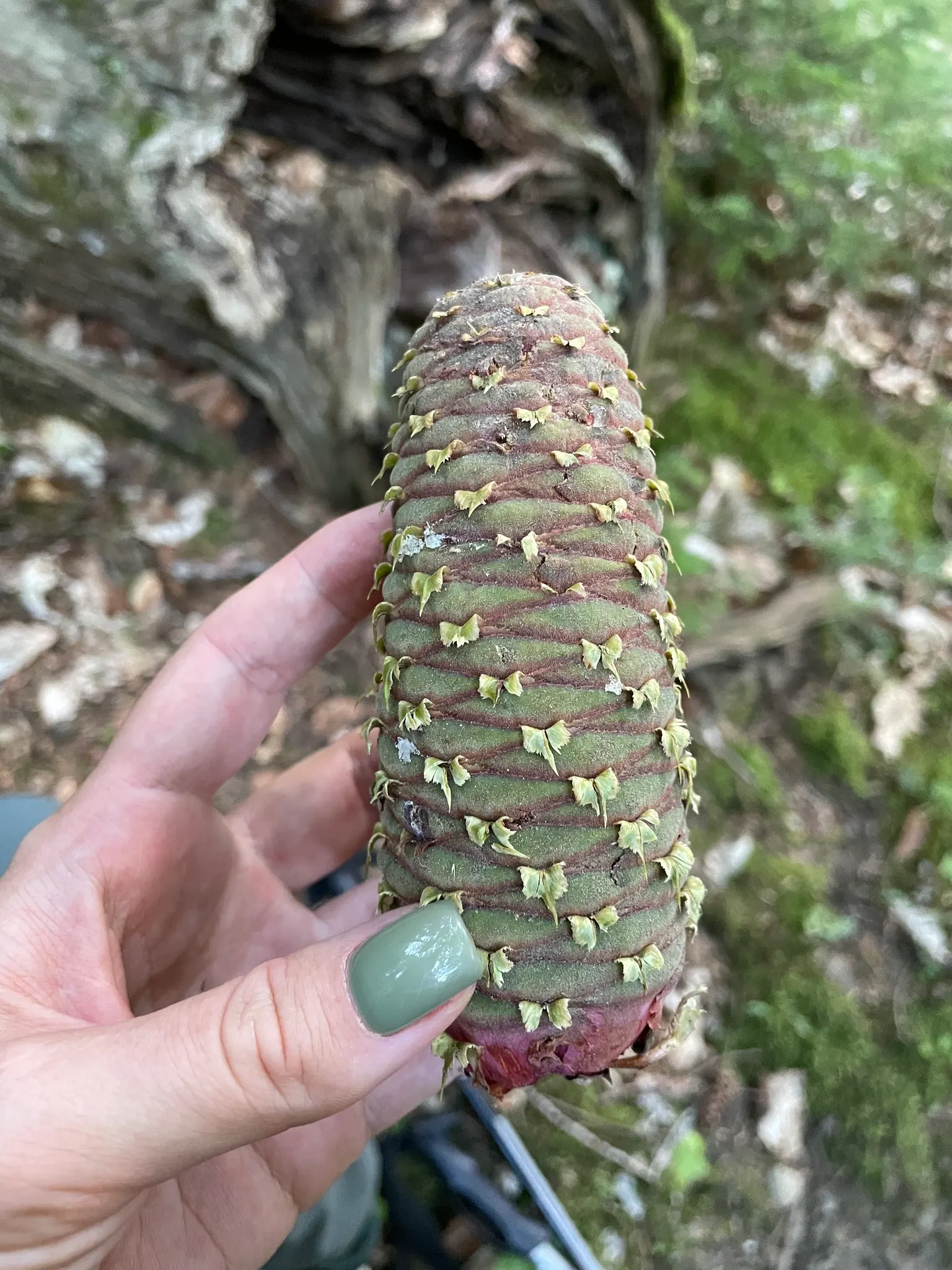 Nordmann Fir (Abies Nordmanniana) — dense foliage and its ability to reach impressive heights