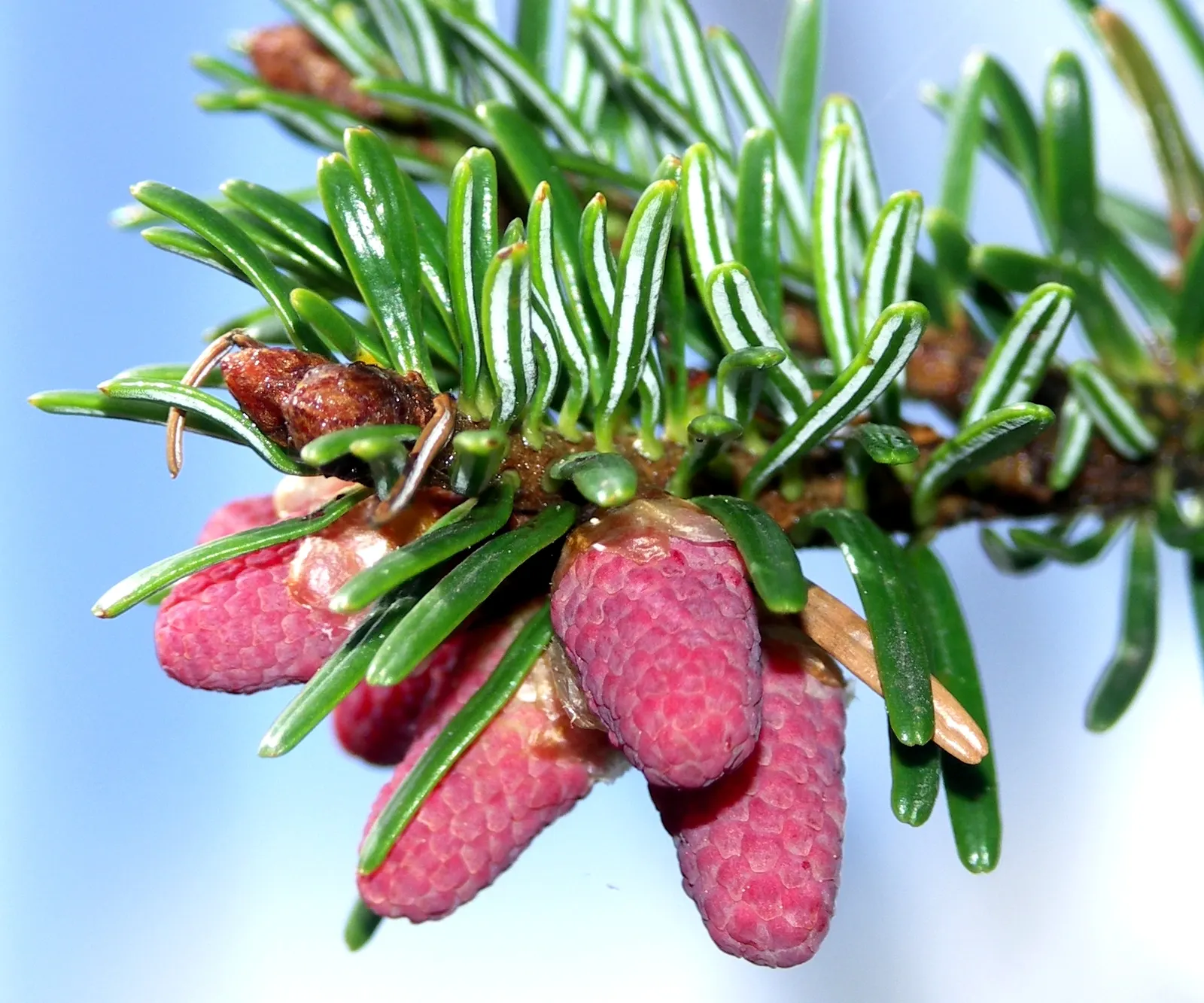 Nordmann Fir (Abies Nordmanniana) — adding about 12 to 24 inches per year; dense foliage and its ability to reach impressive heights