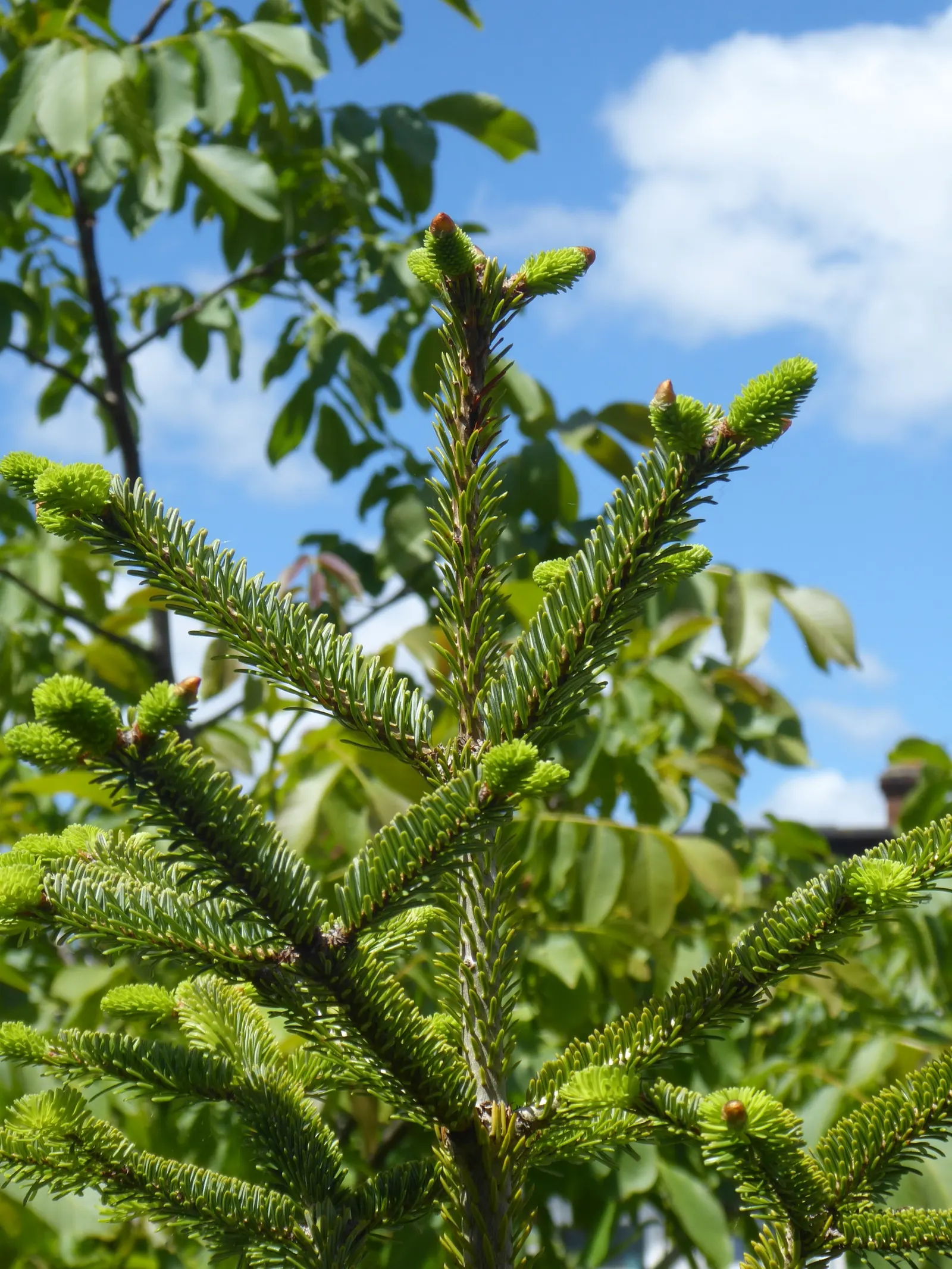 Nordmann Fir (Abies Nordmanniana) — Its grandeur adds year-round interest and festive charm during the holiday season