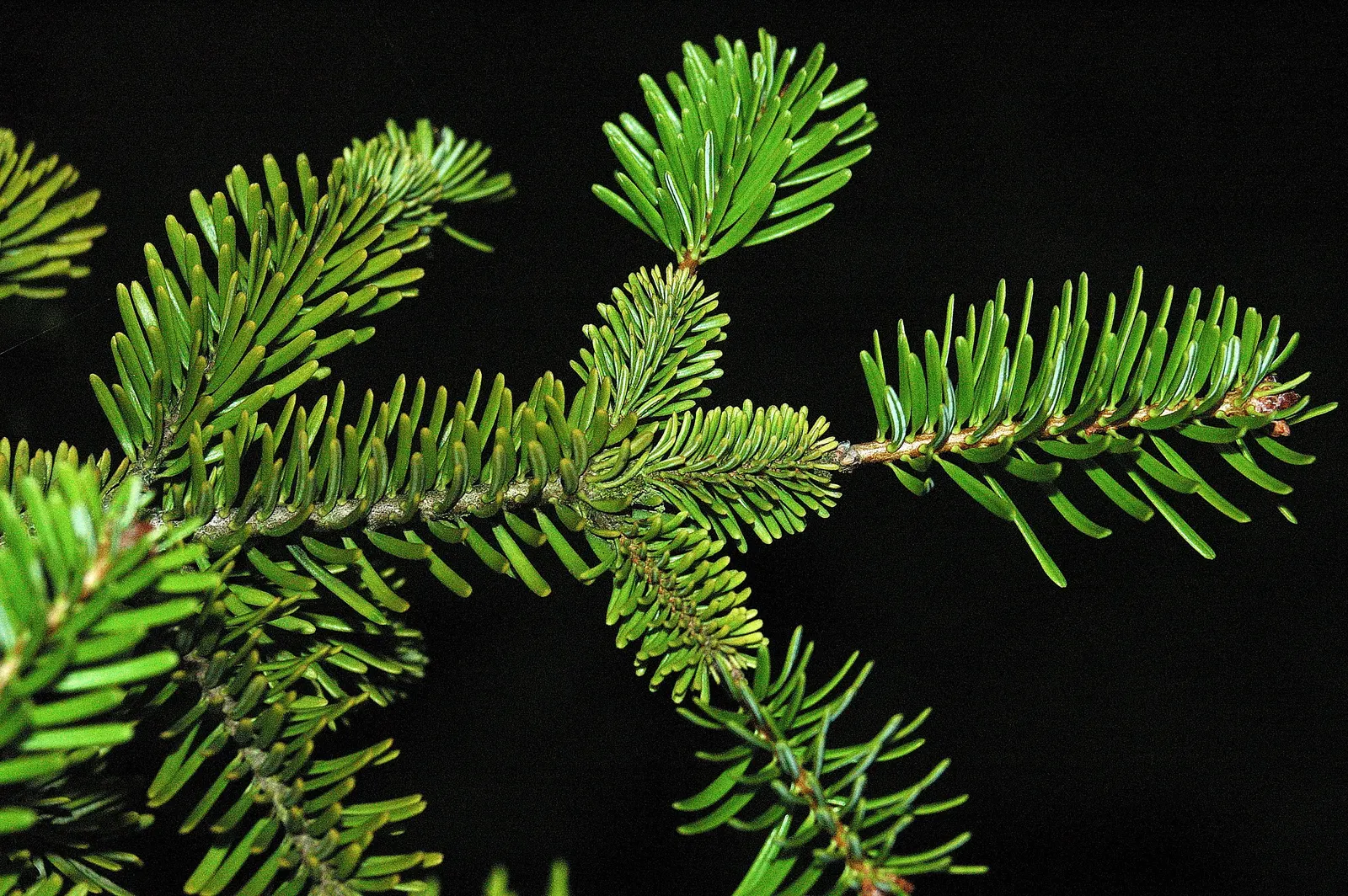 Nordmann Fir (Abies Nordmanniana) — Optimal growth is achieved in full sun to partial shade conditions; this evergreen is a popular choice for ornamental