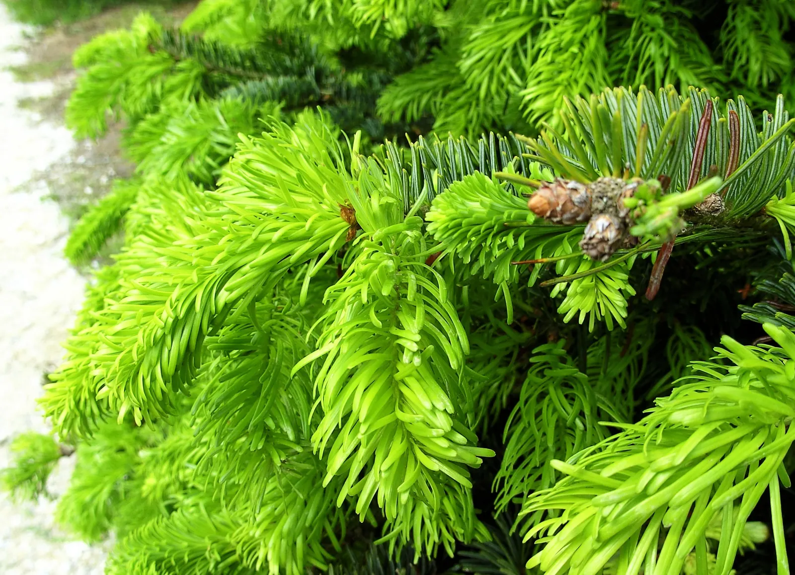 Nordmann Fir (Abies Nordmanniana) — Abies nordmanniana, Nordmann Fir, is a majestic evergreen, perfect for landscaping focal points; it serves as an excellent
