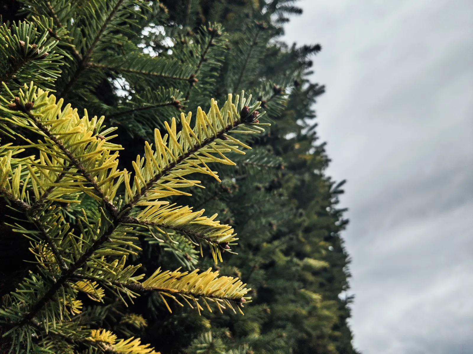 Nordmann Fir (Abies Nordmanniana) — clients will enjoy a robust