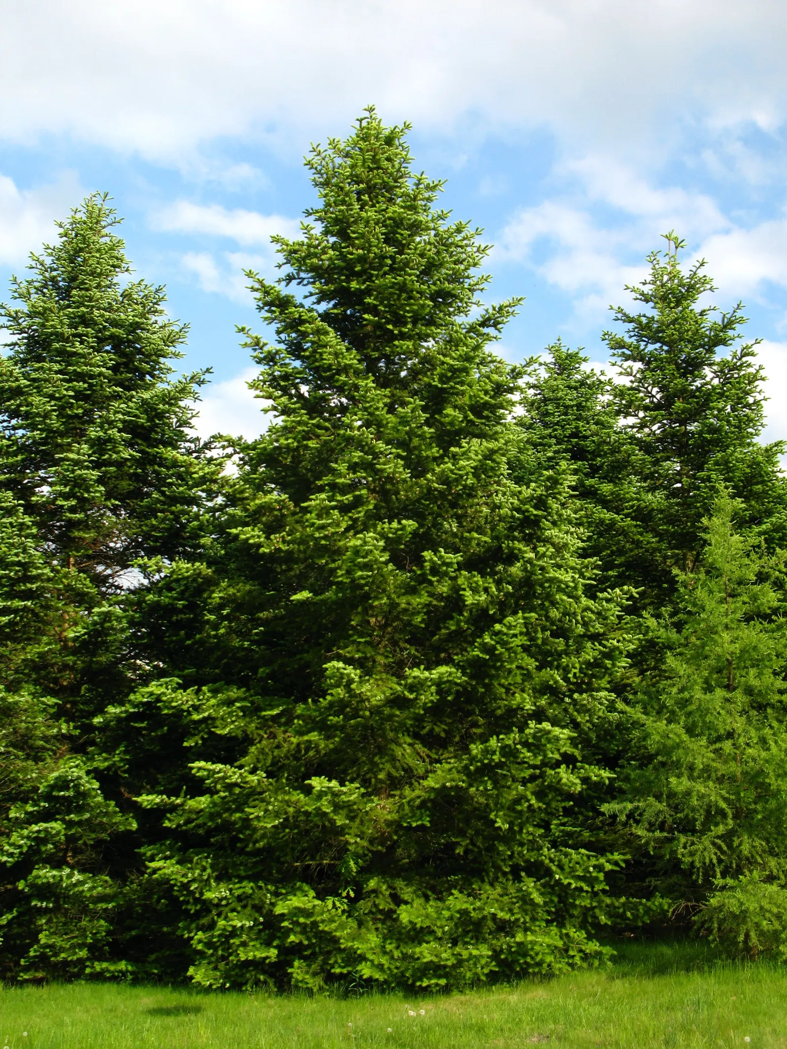 Nordmann Fir (Abies Nordmanniana) — Native to the mountainous regions of the Caucasus; scientifically known as Abies nordmanniana