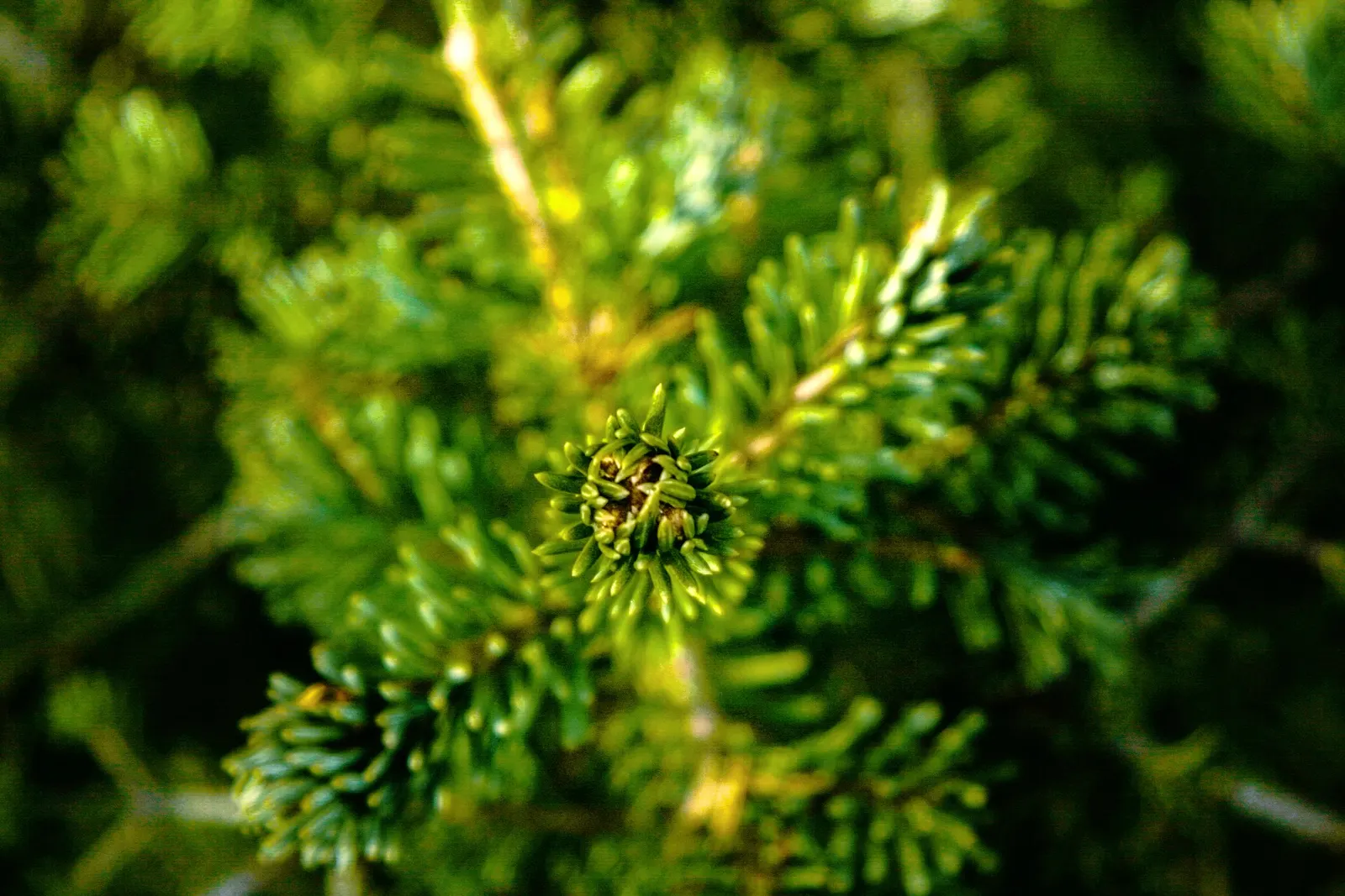 Nordmann Fir (Abies Nordmanniana) — offering year-round beauty and tranquility to their outdoor space