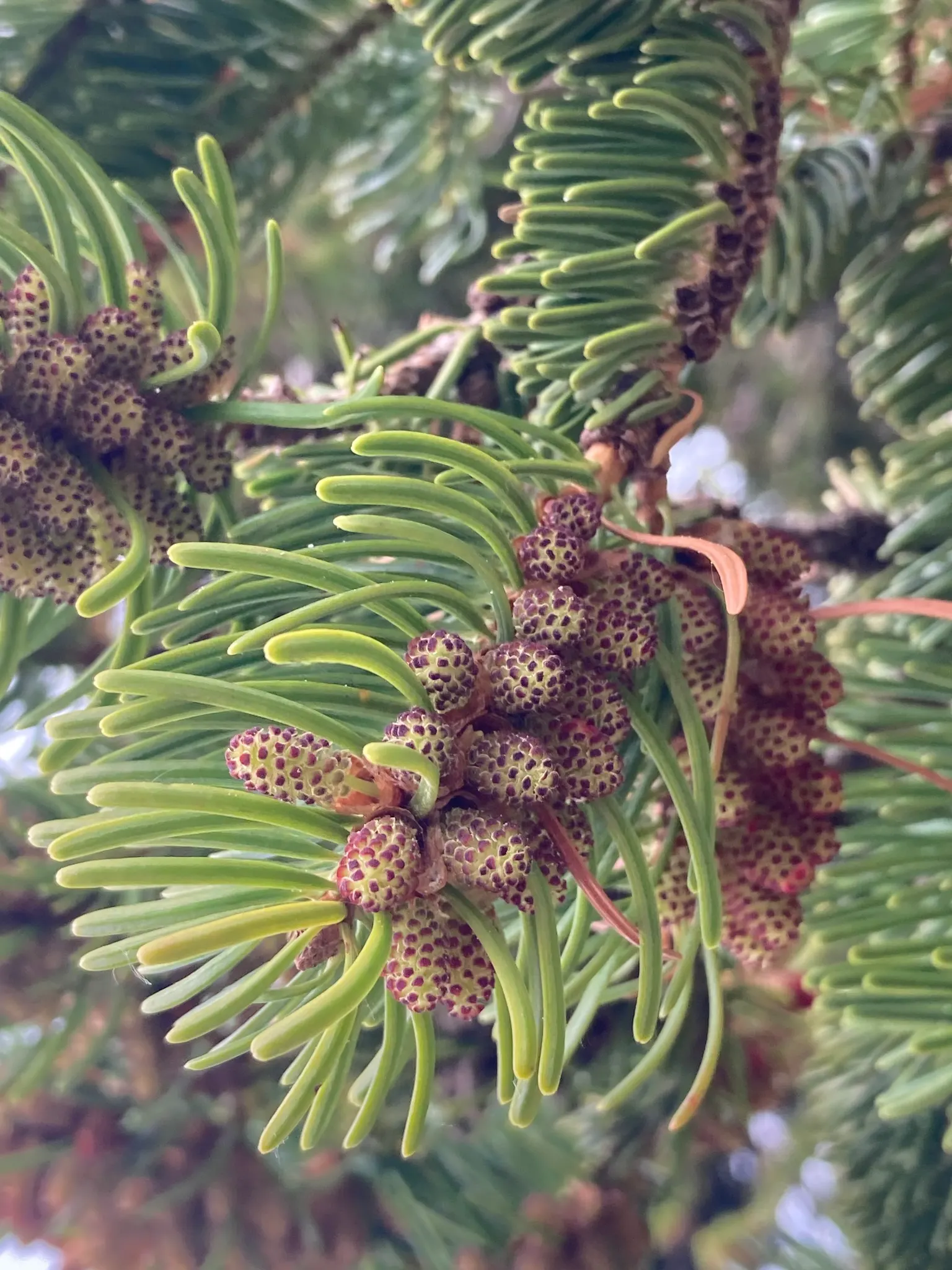 Nordmann Fir (Abies Nordmanniana) — Its grandeur adds year-round interest and festive charm during the holiday season; well-drained acidic soils