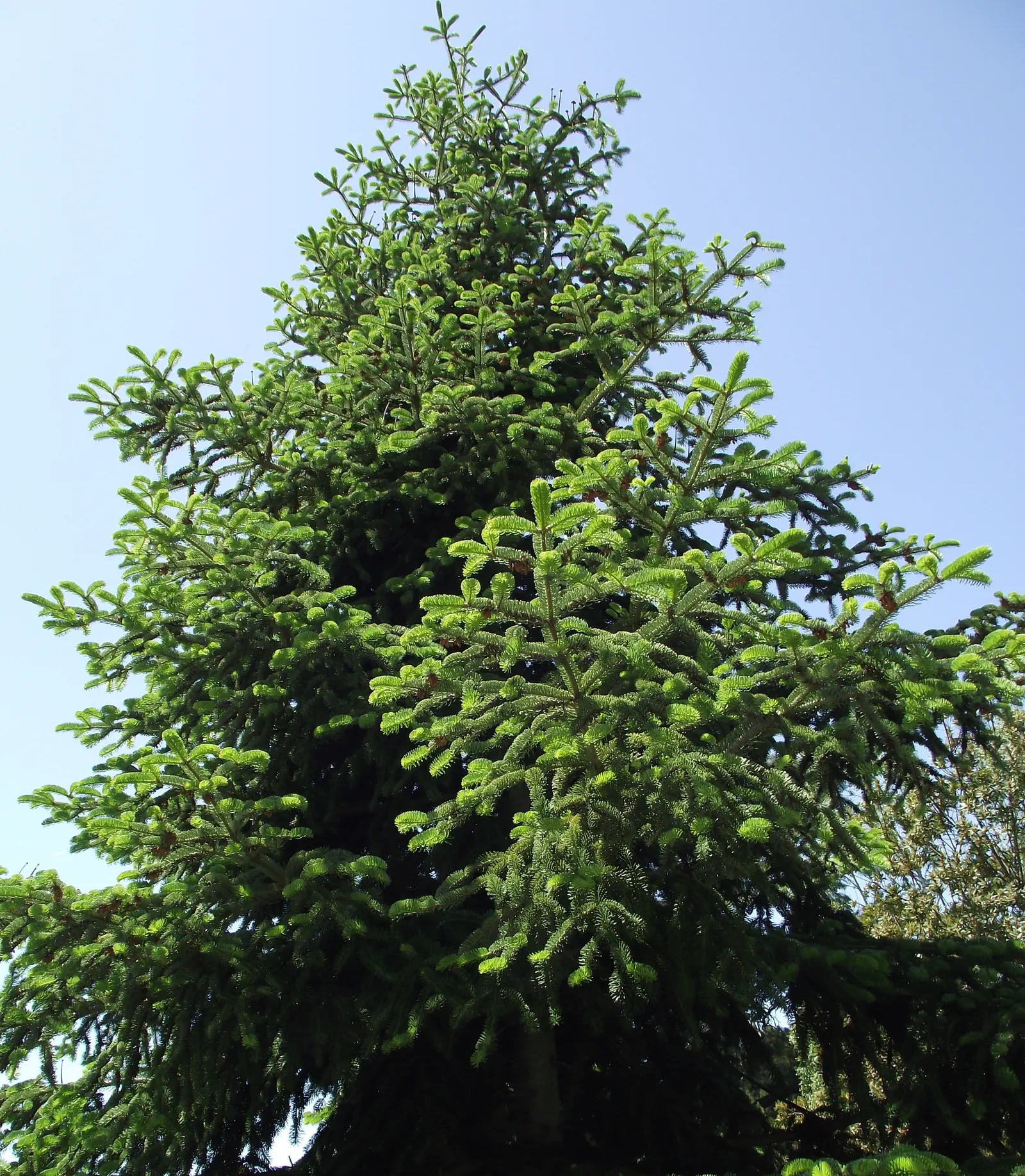 Nordmann Fir (Abies Nordmanniana) — adding about 12 to 24 inches per year
