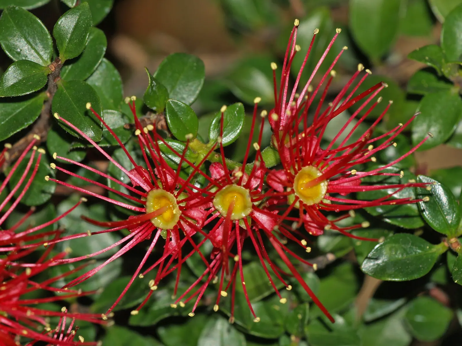 Crimson Rata (Metrosideros Carmineus) — Its nectar-rich blooms attract pollinators, adding vibrant color and ecological value to garden designs