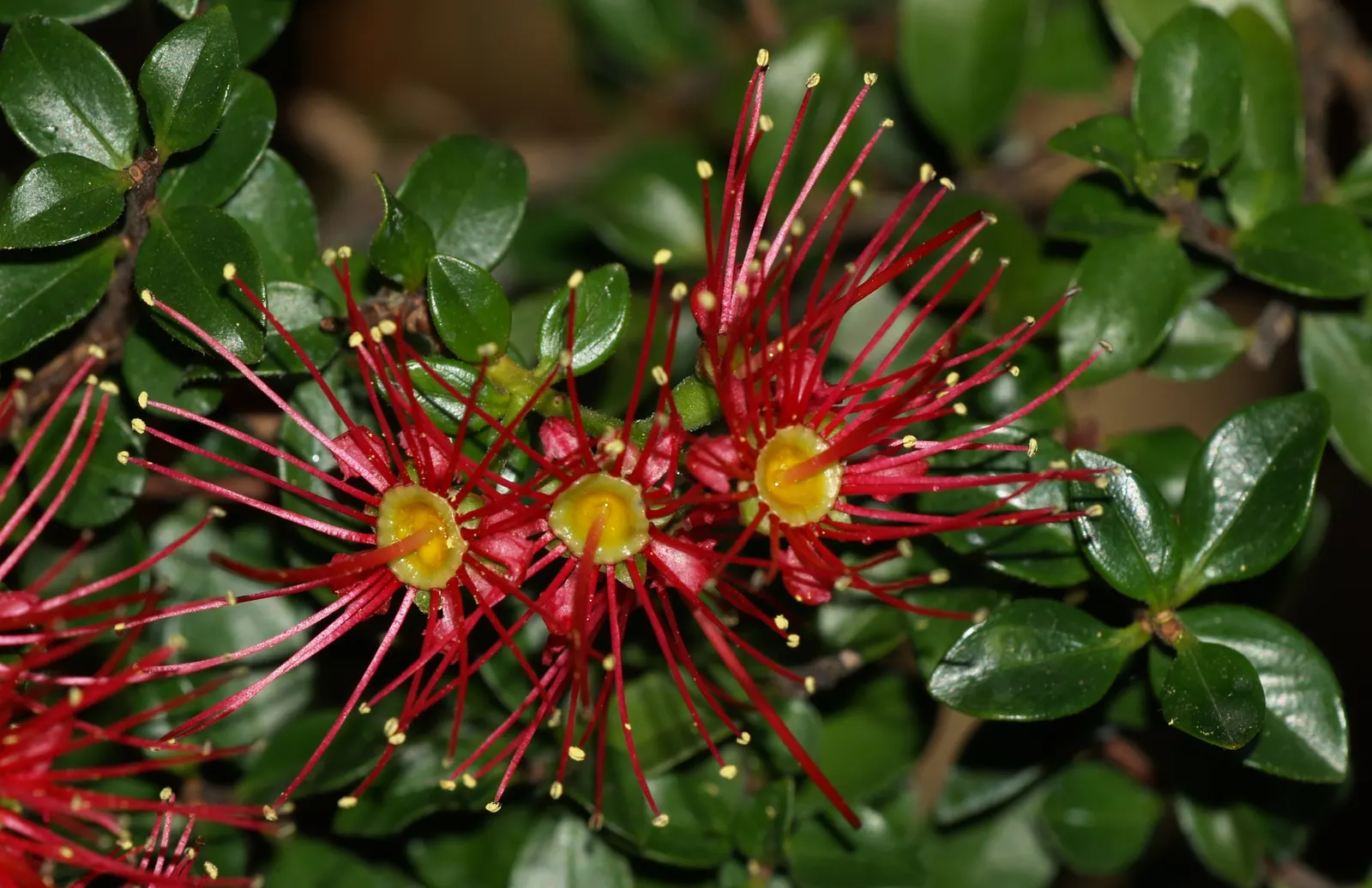 Crimson Rata (Metrosideros Carmineus) — Flowering primarily in spring, it can reach a spread of roughly 15-20 feet with support