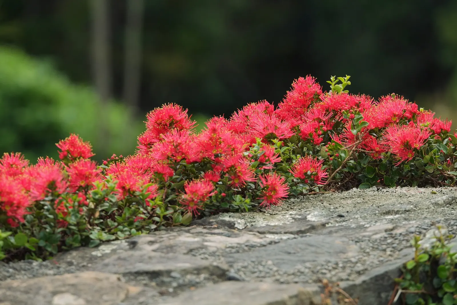 Crimson Rata (Metrosideros Carmineus) — Hardy and evergreen, it thrives in well-drained soil with full sun to partial shade