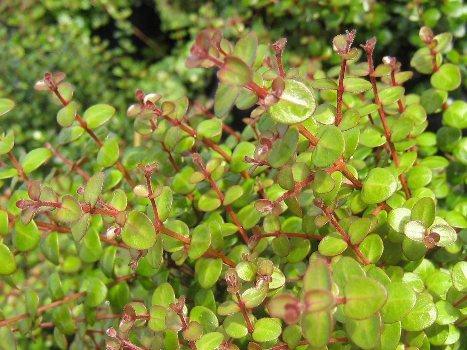 Crimson Rata (Metrosideros Carmineus) — The Crimson rata (Metrosideros carmineus) is a vigorous climbing plant renowned for its showy