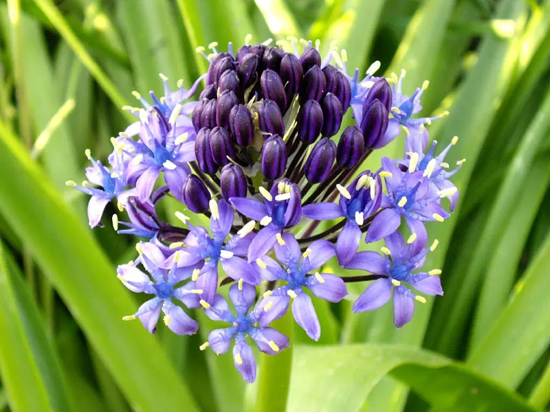 Peruvian Scilla (Scilla Peruviana) — which are a deep green and can grow up to 12-18 inches in length; providing a bold and eye-catching display during this