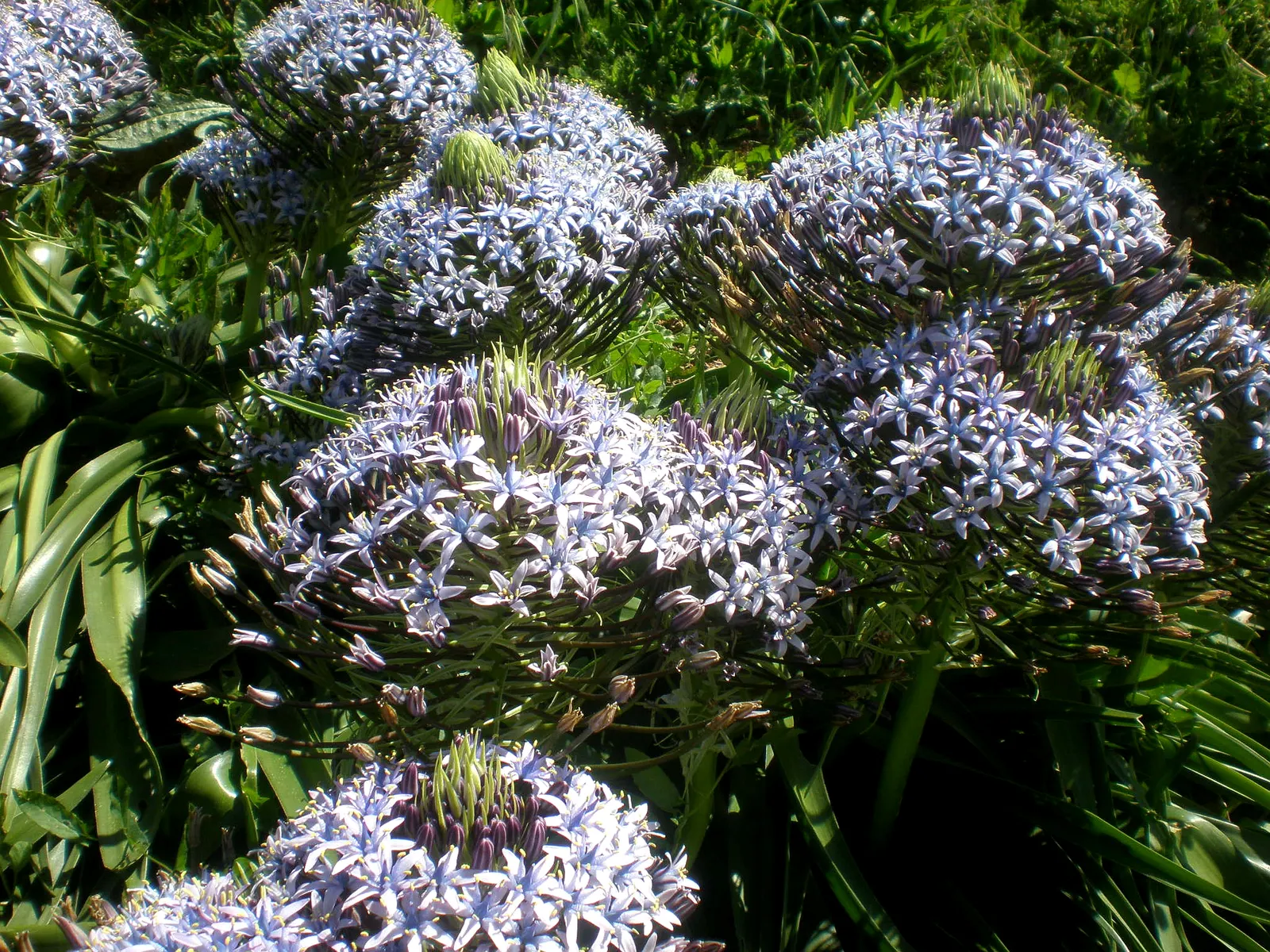 Peruvian Scilla (Scilla Peruviana) — It offers an ideal choice for borders, rock gardens, or as a striking container specimen; this frost-tender, image 83