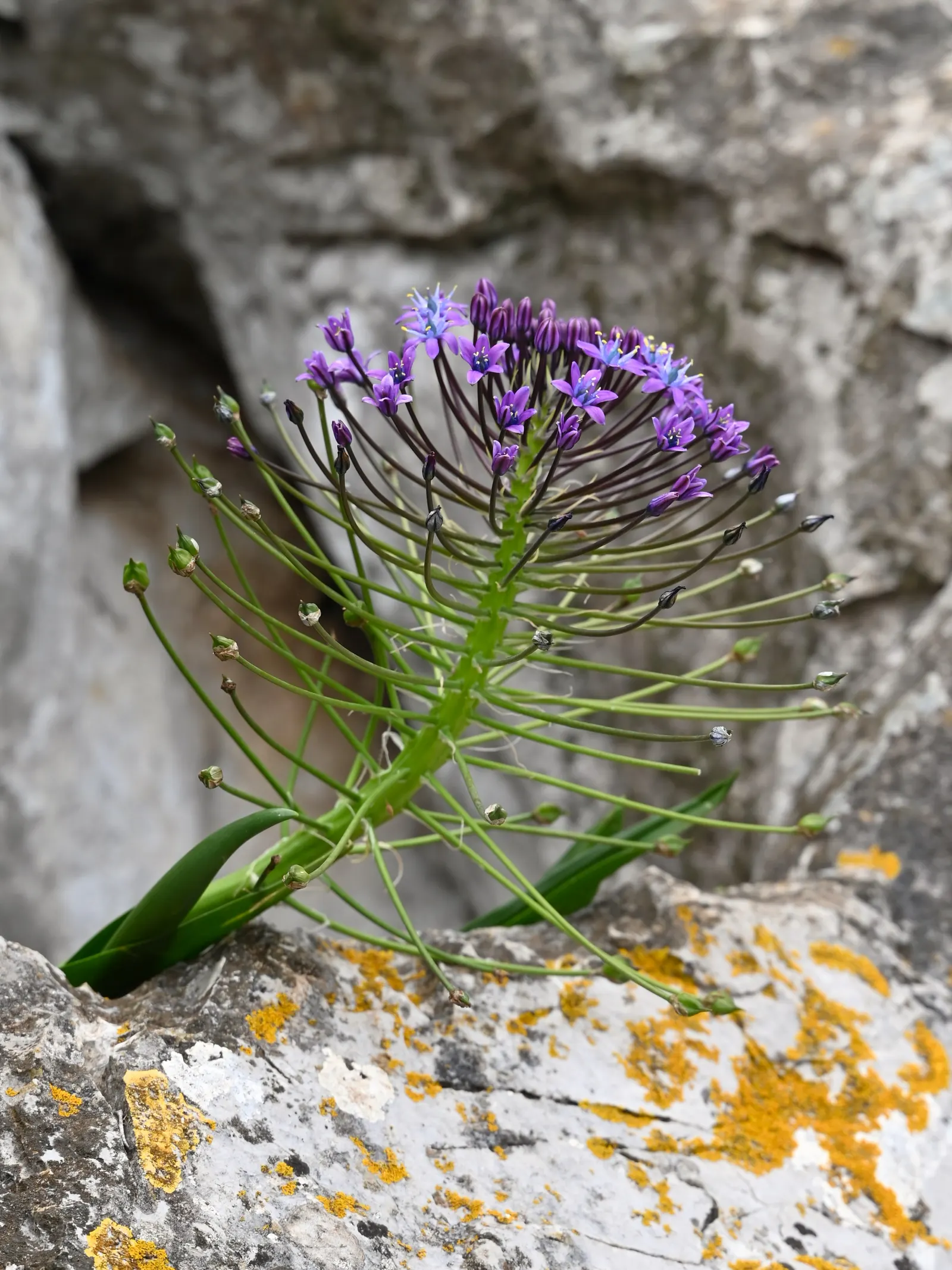 Peruvian Scilla (Scilla Peruviana) — Hardy in USDA zones 7b to 10; the bloom period typically occurs in late spring to early summer, image 62