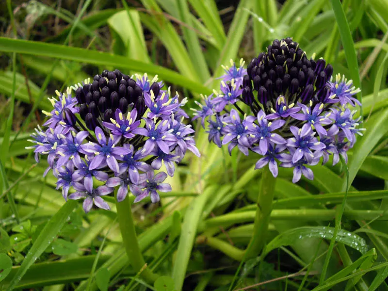 Peruvian Scilla (Scilla Peruviana) — The bloom period typically occurs in late spring to early summer