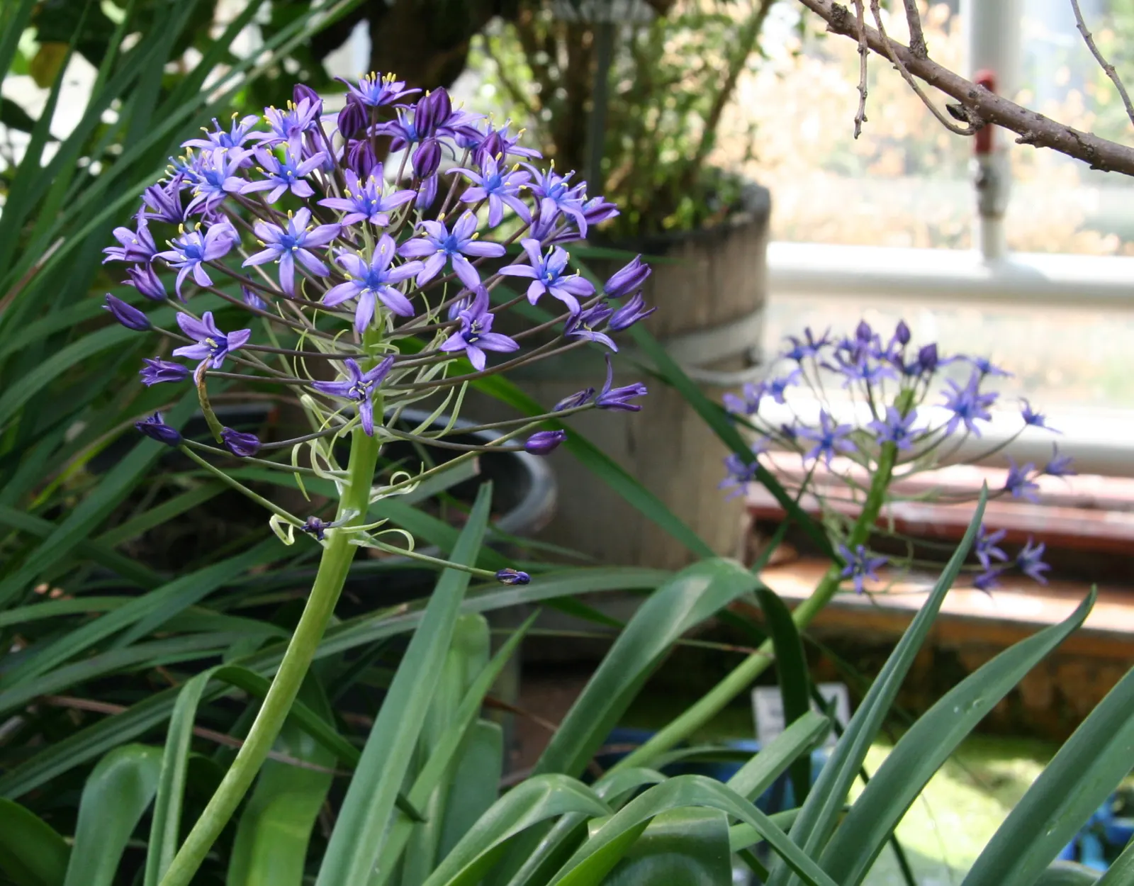 Peruvian Scilla (Scilla Peruviana) — Scilla peruviana, commonly known as Peruvian Scilla, is a striking bulbous perennial; blooming in late spring, image 67